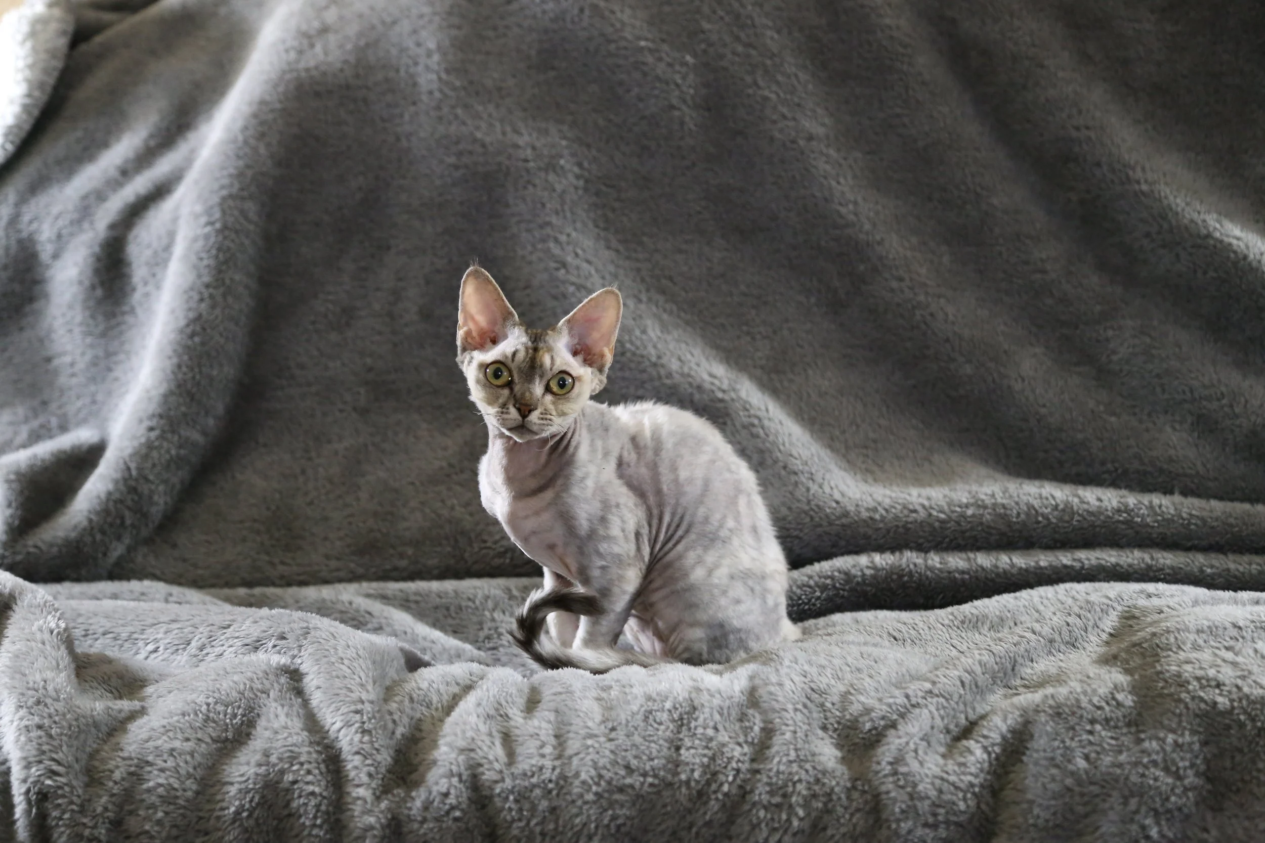 A devon rex kitten with large ears and wide eyes sitting on a soft, gray blanket.