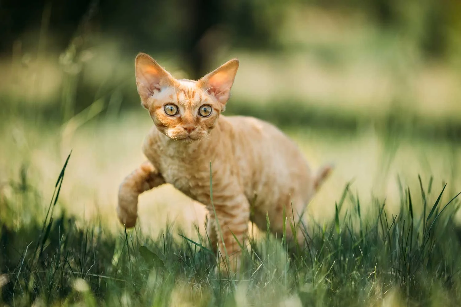 Ethical Devon Rex Breeders vs. Backyard Breeders: What Every Cat Lover Should Know