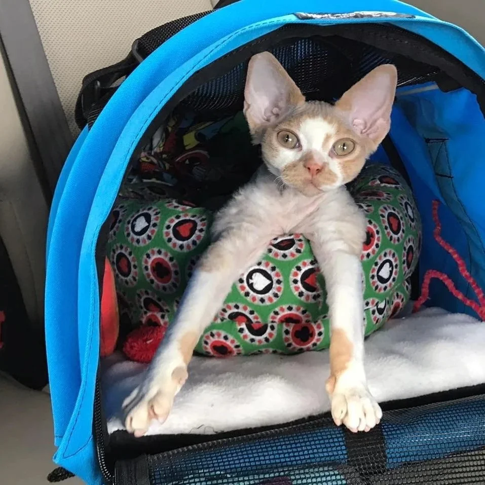 A cat with large ears and light-colored fur resting inside a blue pet carrier, lying on a decorative pillow with a circular pattern, on a white blanket.