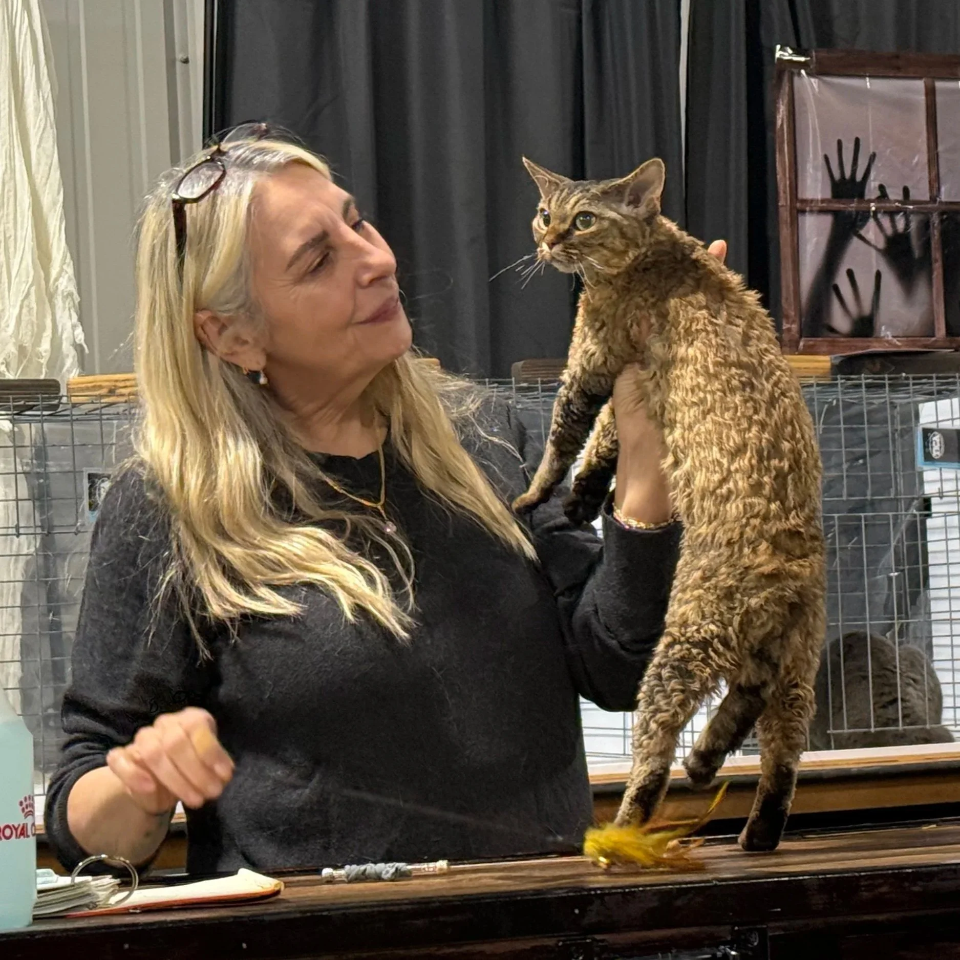 A woman with long blonde hair holding a curly-haired tabby cat, standing in front of cages with other cats, on a table with a feather toy.