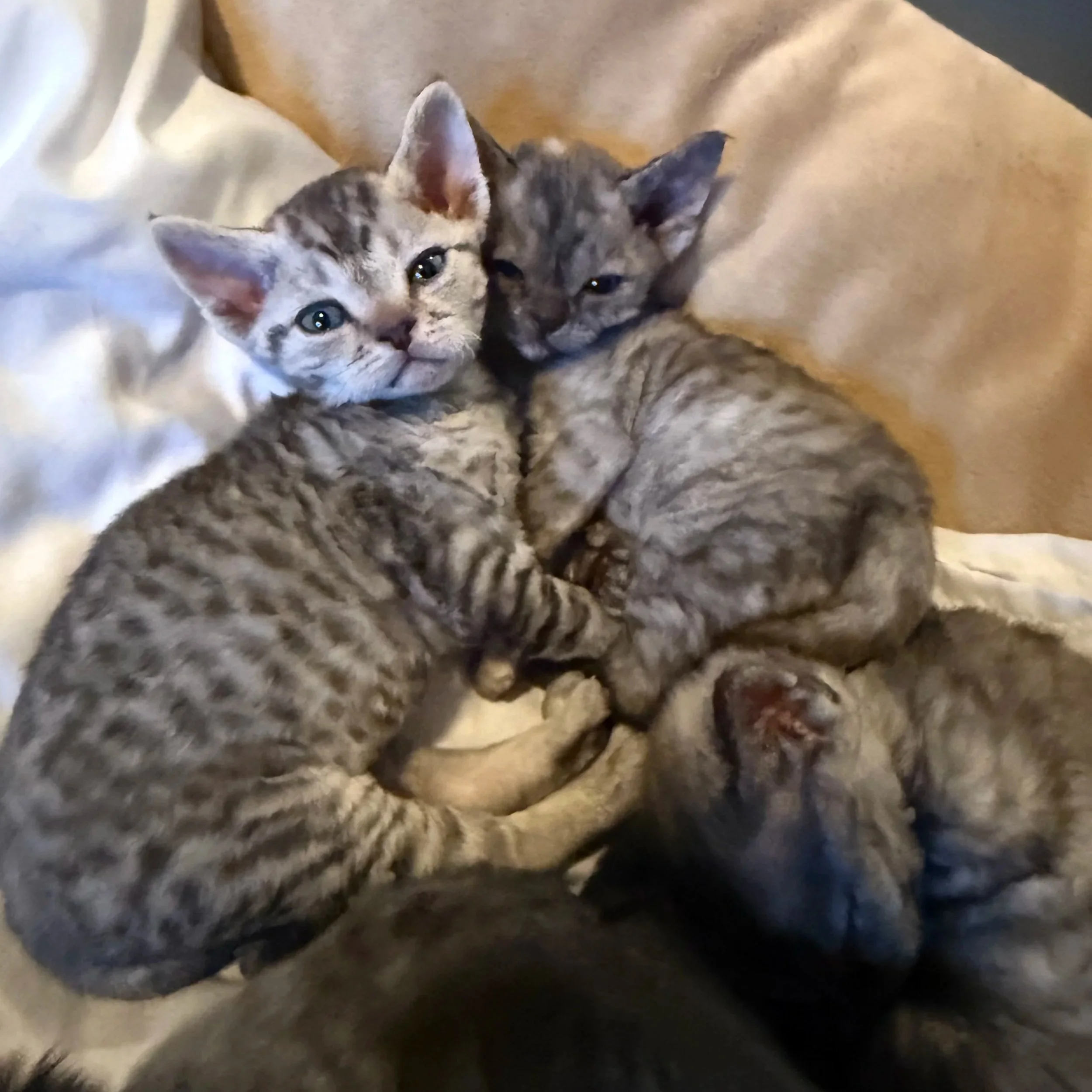 Two gray tabby kittens cuddling together on a soft surface.