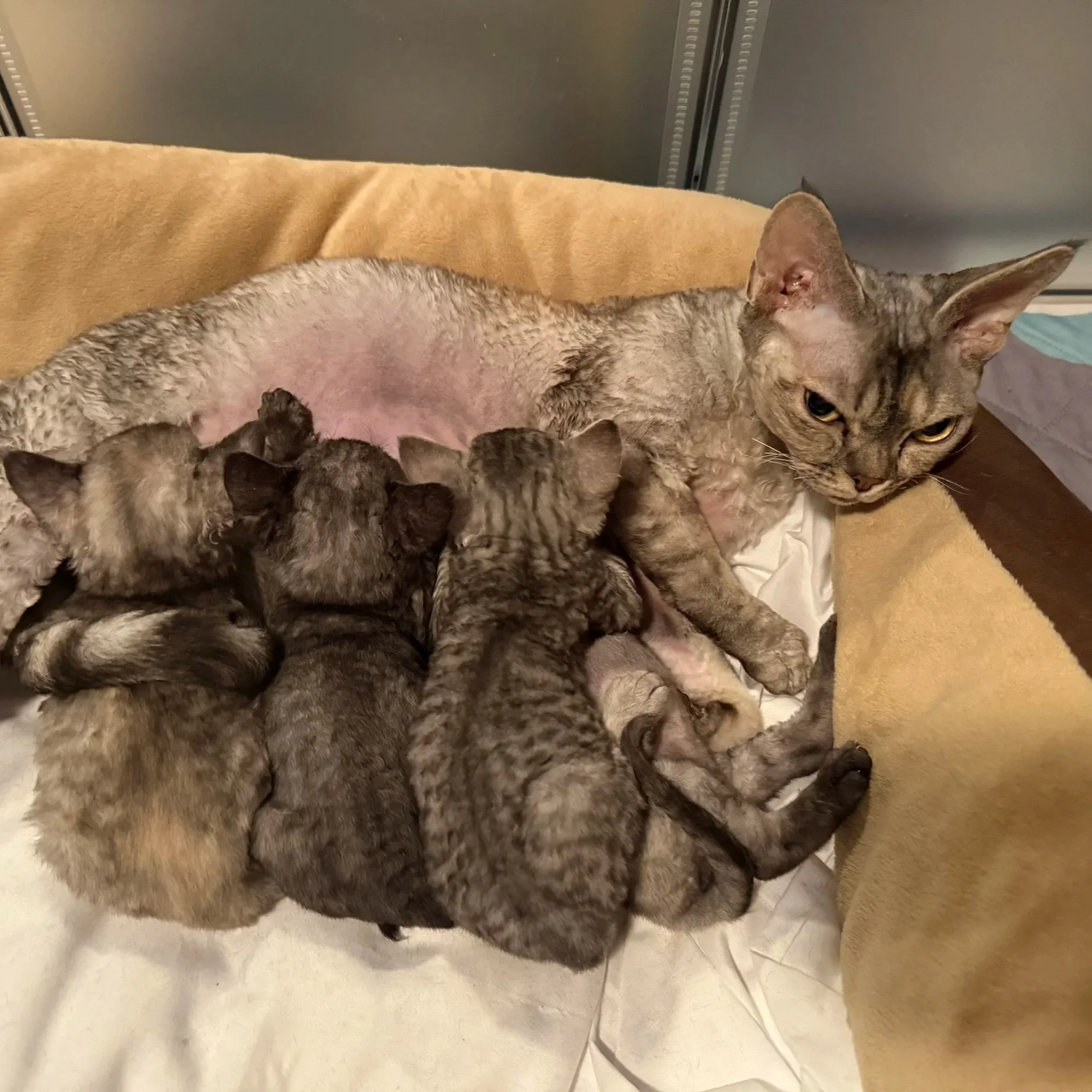 A mother cat nursing five kittens on a bed, with a blanket and fabric in the background.