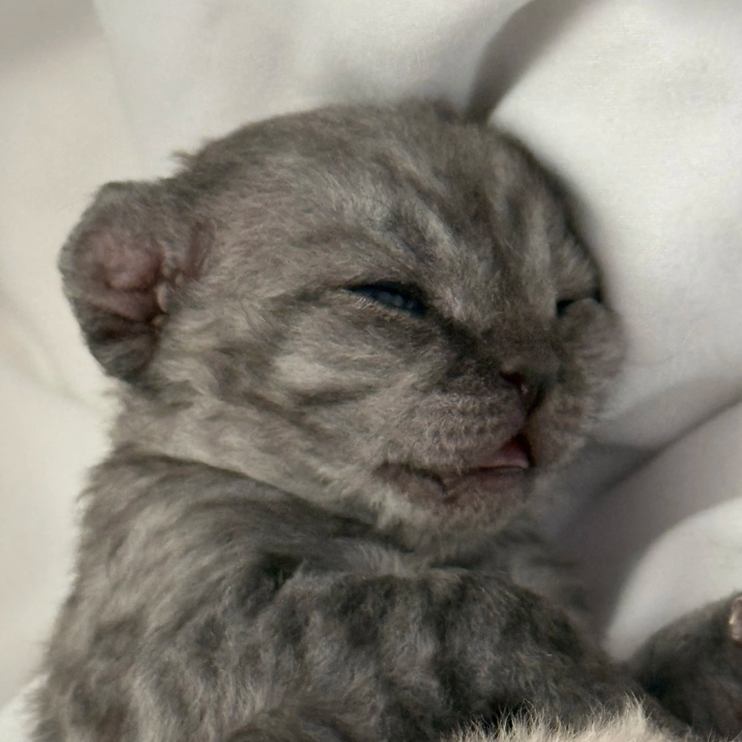 Close-up of a sleeping gray kitten with closed eyes, tiny mouth slightly open, and small ears.