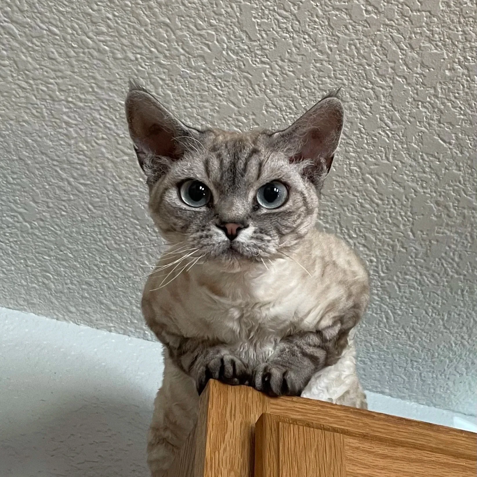 A curious cat with blue eyes, beige fur with darker stripes, perched on top of a wooden surface, looking directly at the camera with paws resting on the edge.
