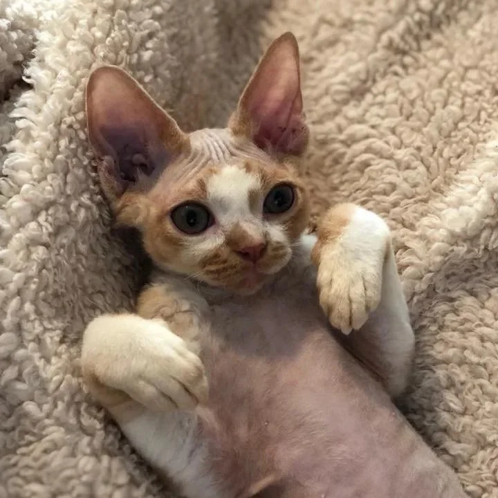 A young Devon Rex cat lying on a fluffy beige blanket, looking at the camera with large almond-shaped eyes and raised paws.