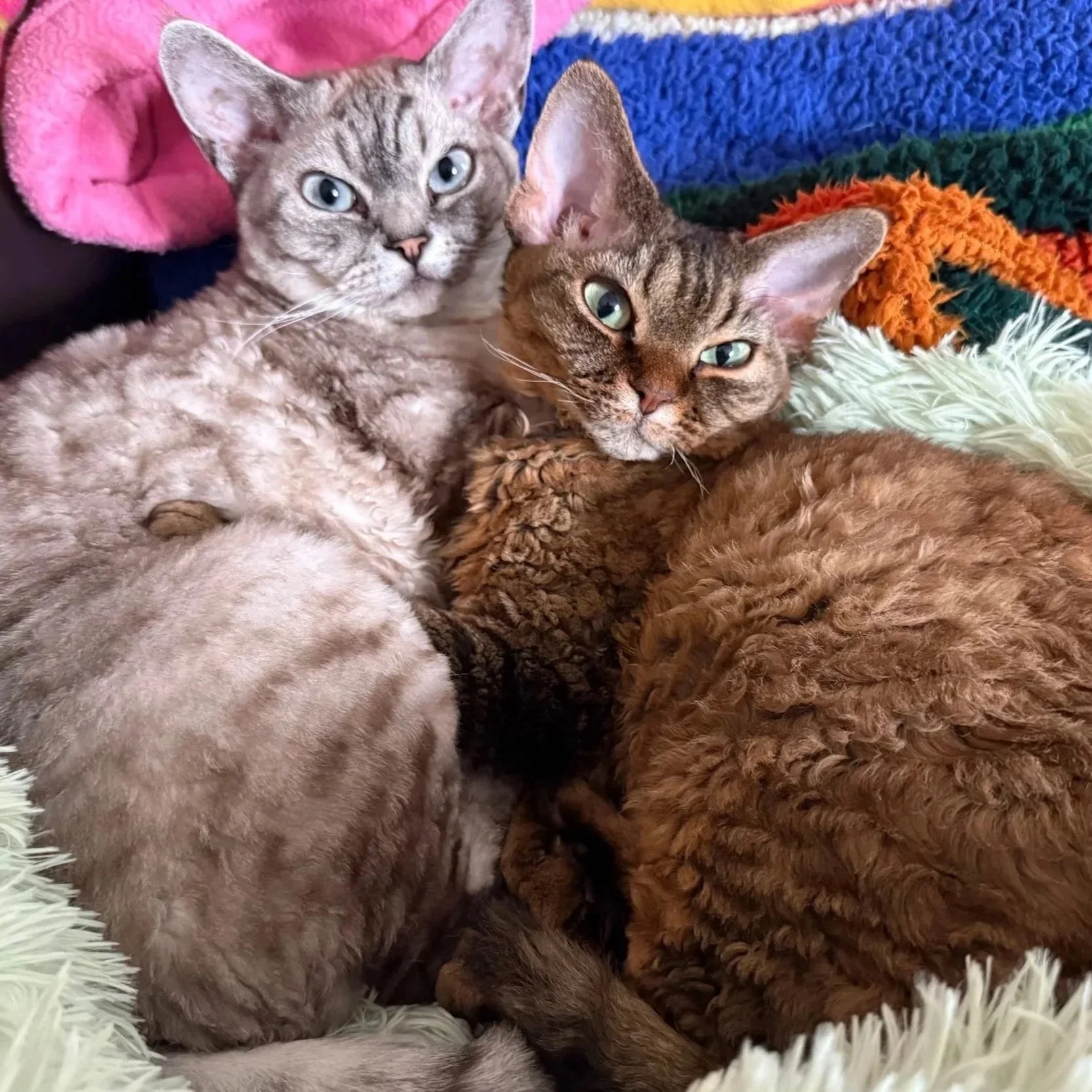 Two cats cuddling on a soft, colorful blanket with pink, blue, orange, green, and white textures.