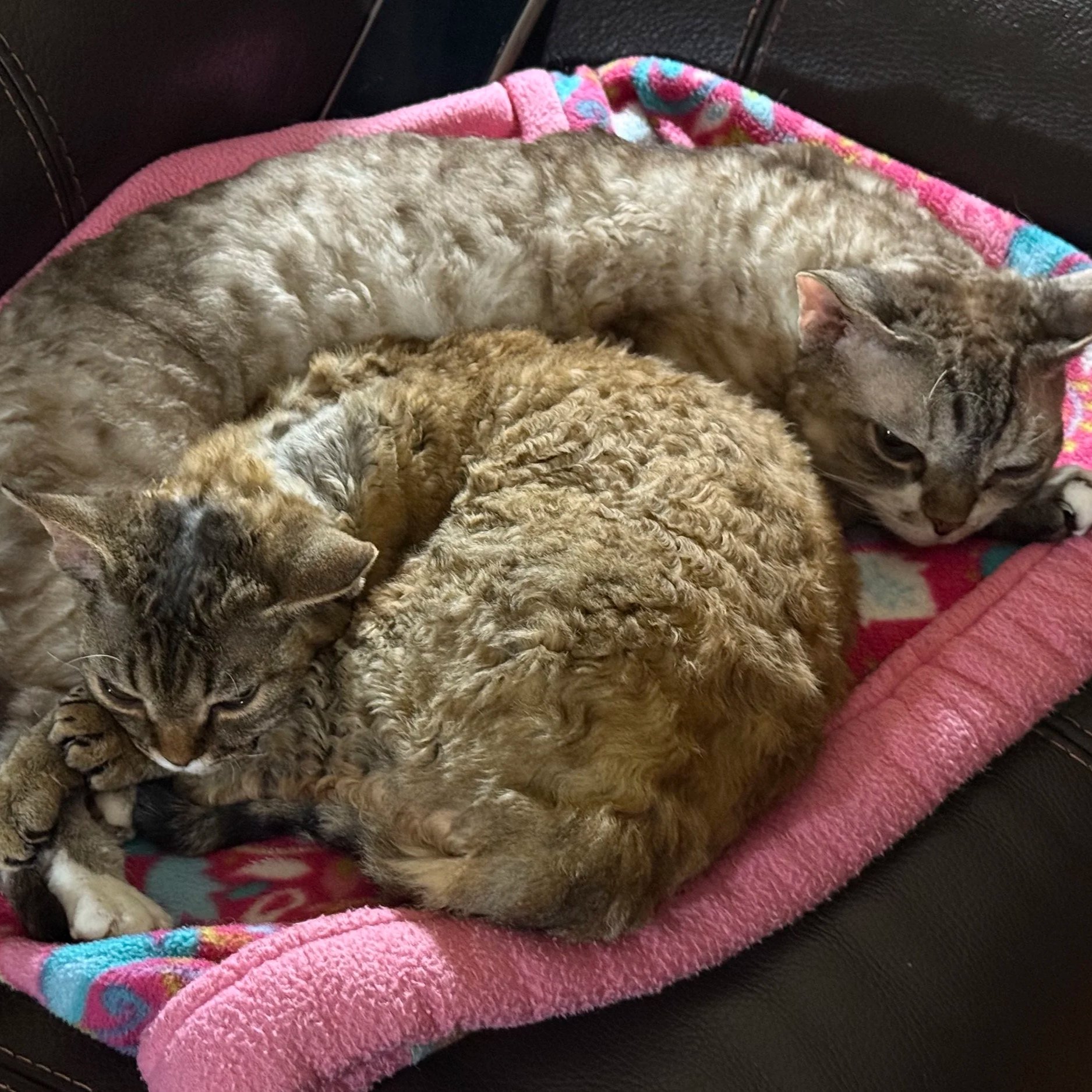 Two cats curled up together on a pink fleece blanket with a colorful pattern, resting on a black leather surface.