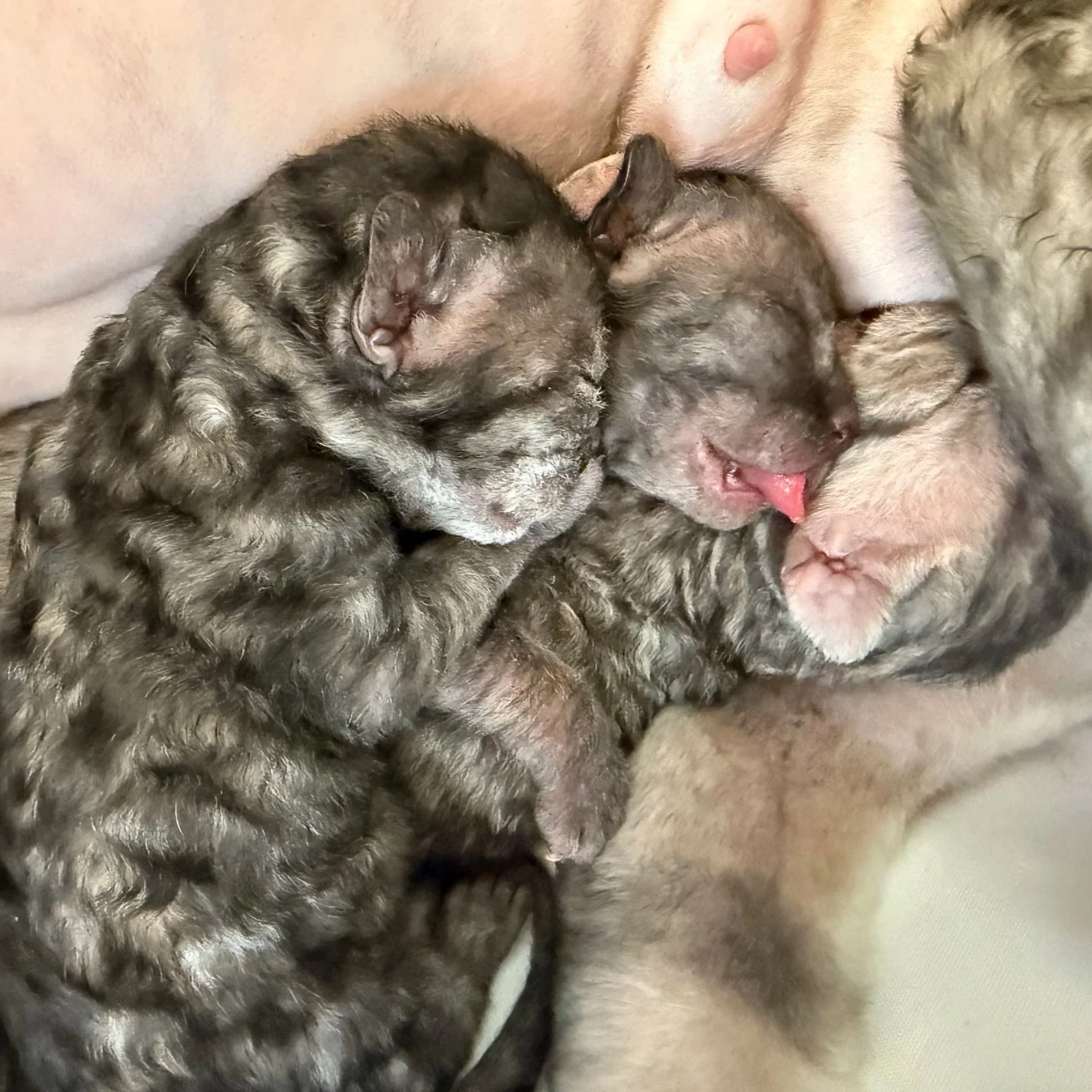 Three newborn kittens cuddling and nursing on a mother's belly.
