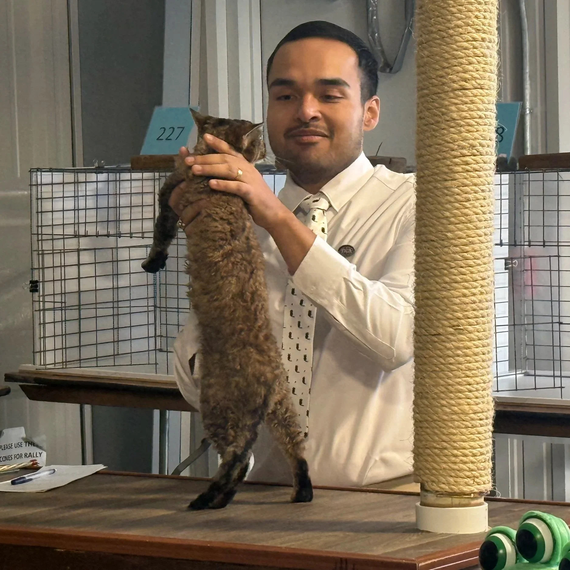 A man in a white shirt and tie holding a curly tabby cat upright on a table, with a scratching post and cages in the background.
