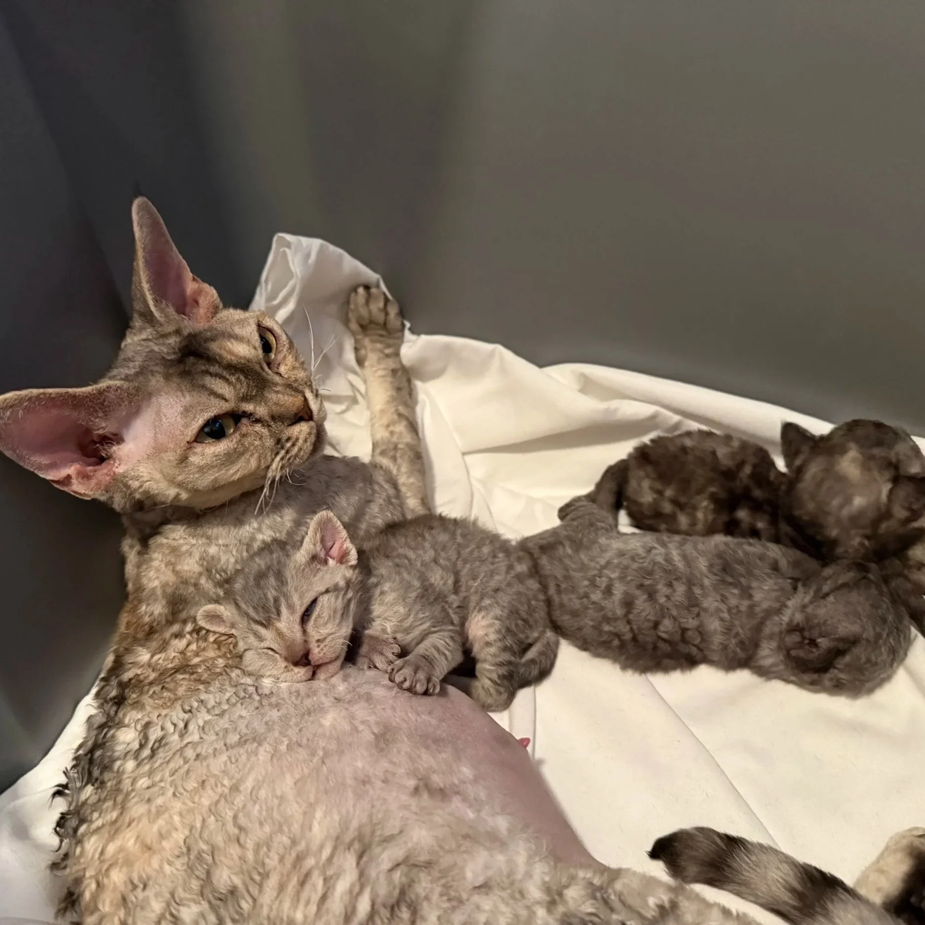 A mother cat with her six kittens resting on a white cloth, with a dark background.