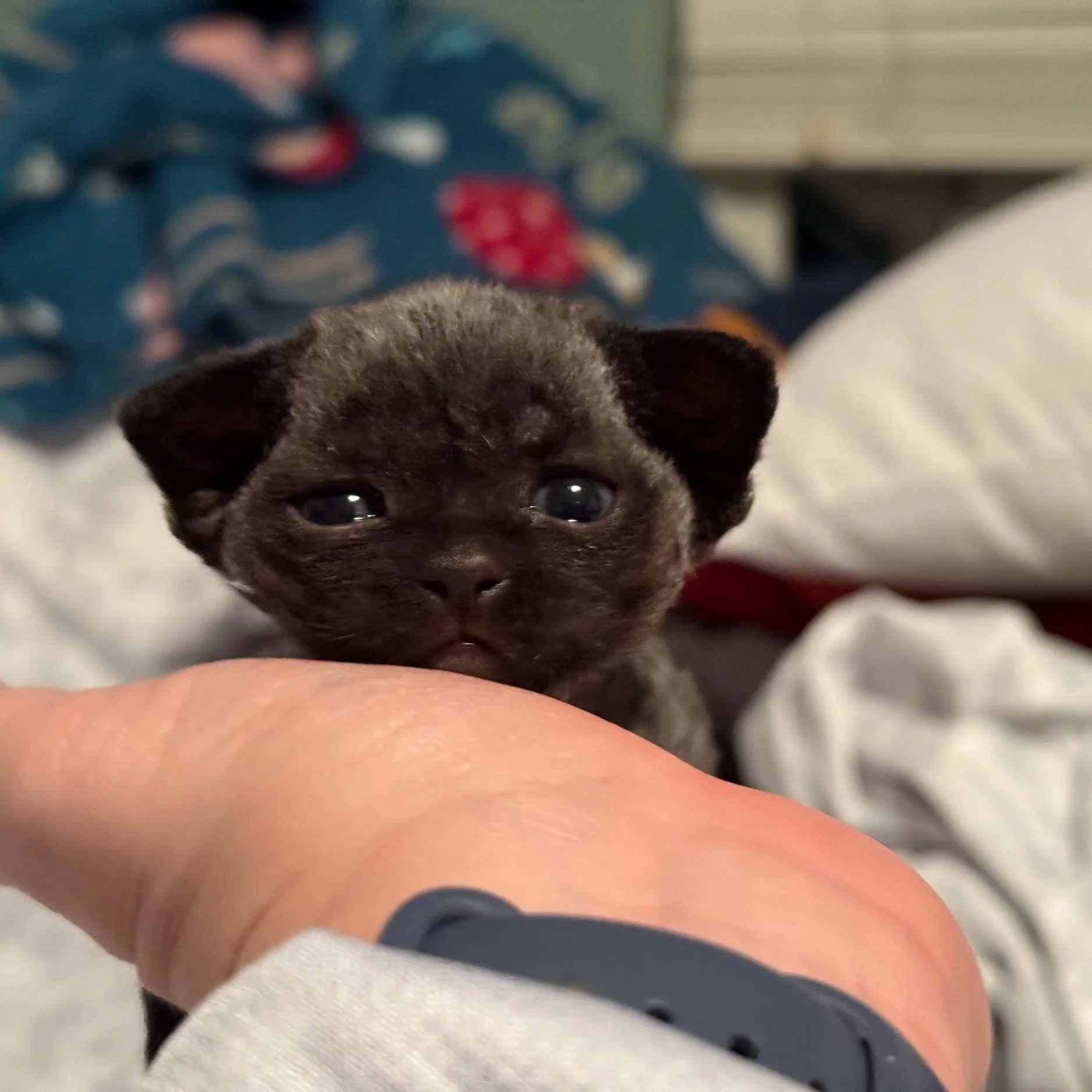 Close-up of a tiny black kitten with blue eyes resting on a person's hand indoors.