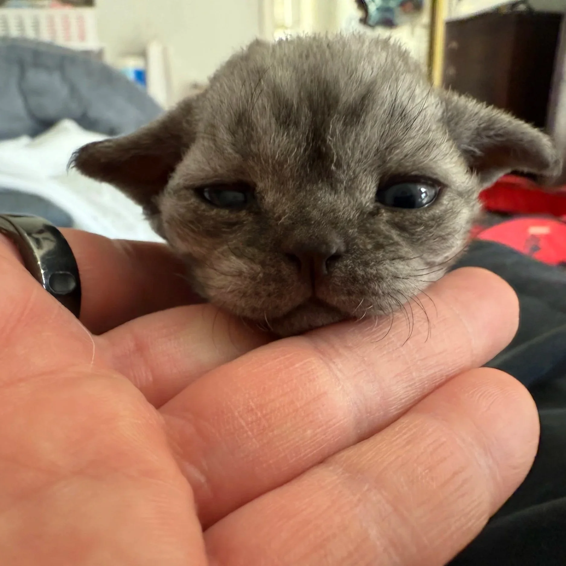 A tiny gray kitten resting its head on a person's hand, looking directly at the camera.