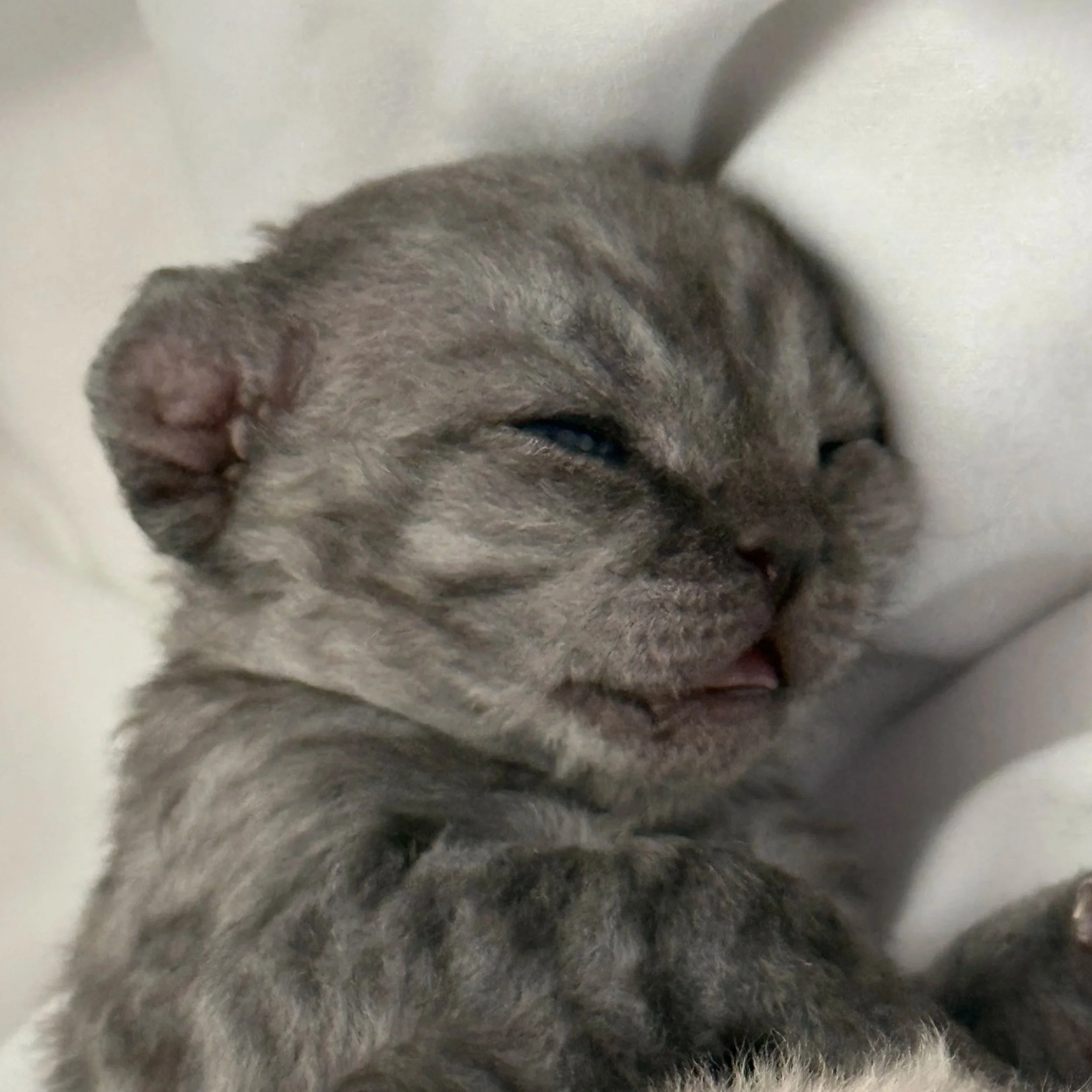 Close-up of a newborn kitten with closed eyes, gray fur, and small ears, resting on a soft white surface.