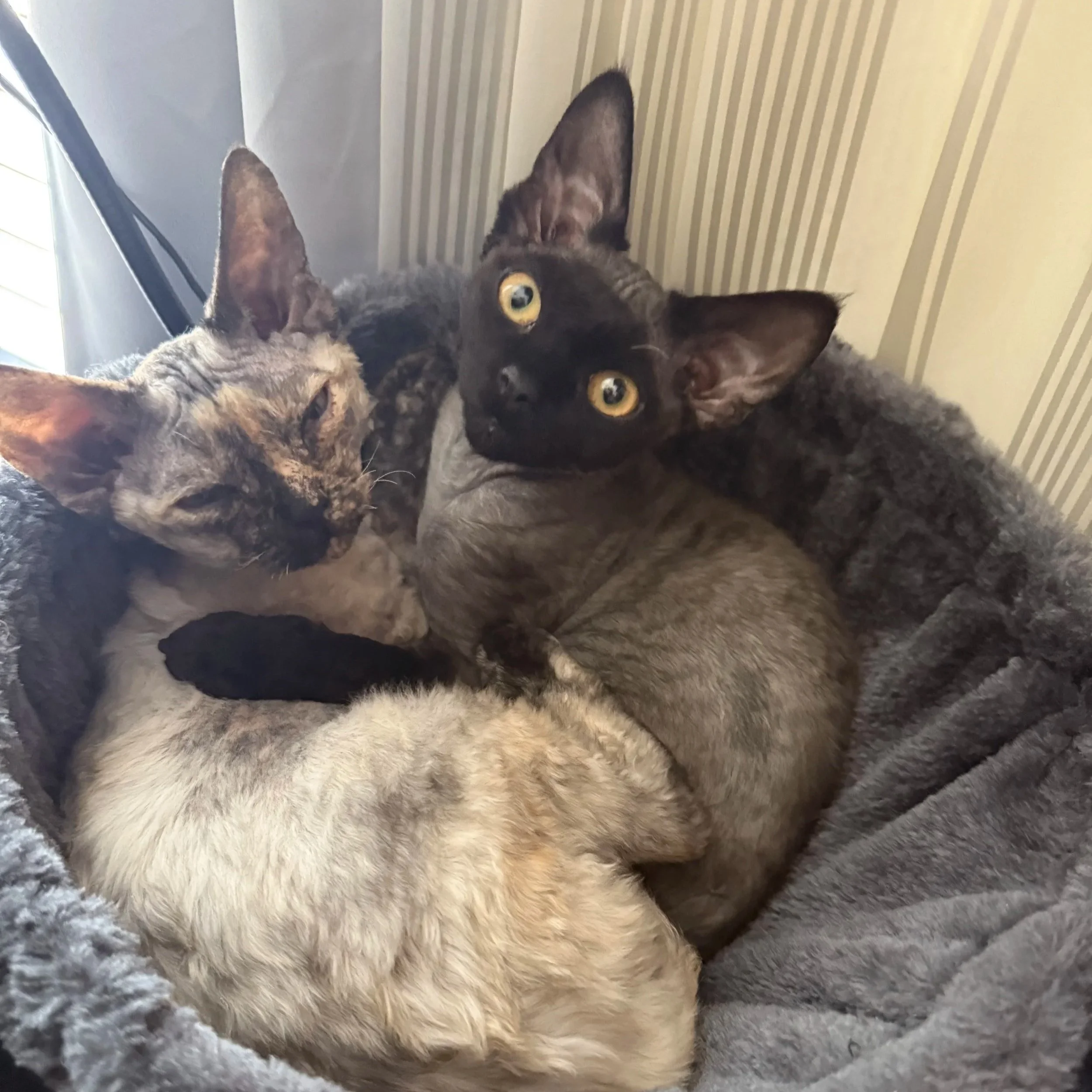 Four cats cuddling together in a cozy bed with striped wallpaper in the background.