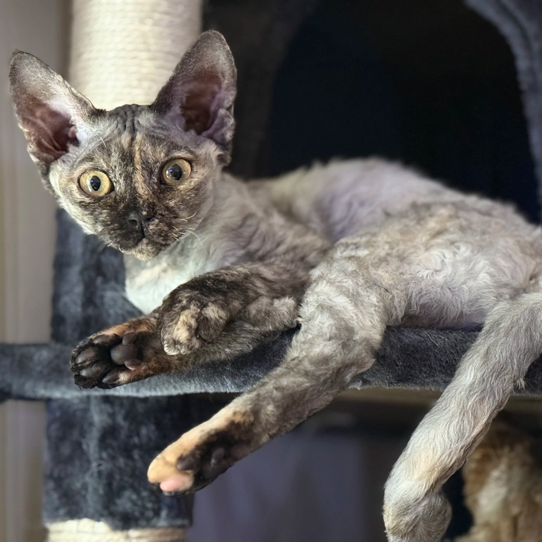 A gray and black young cat with large ears lying on a black cat tree