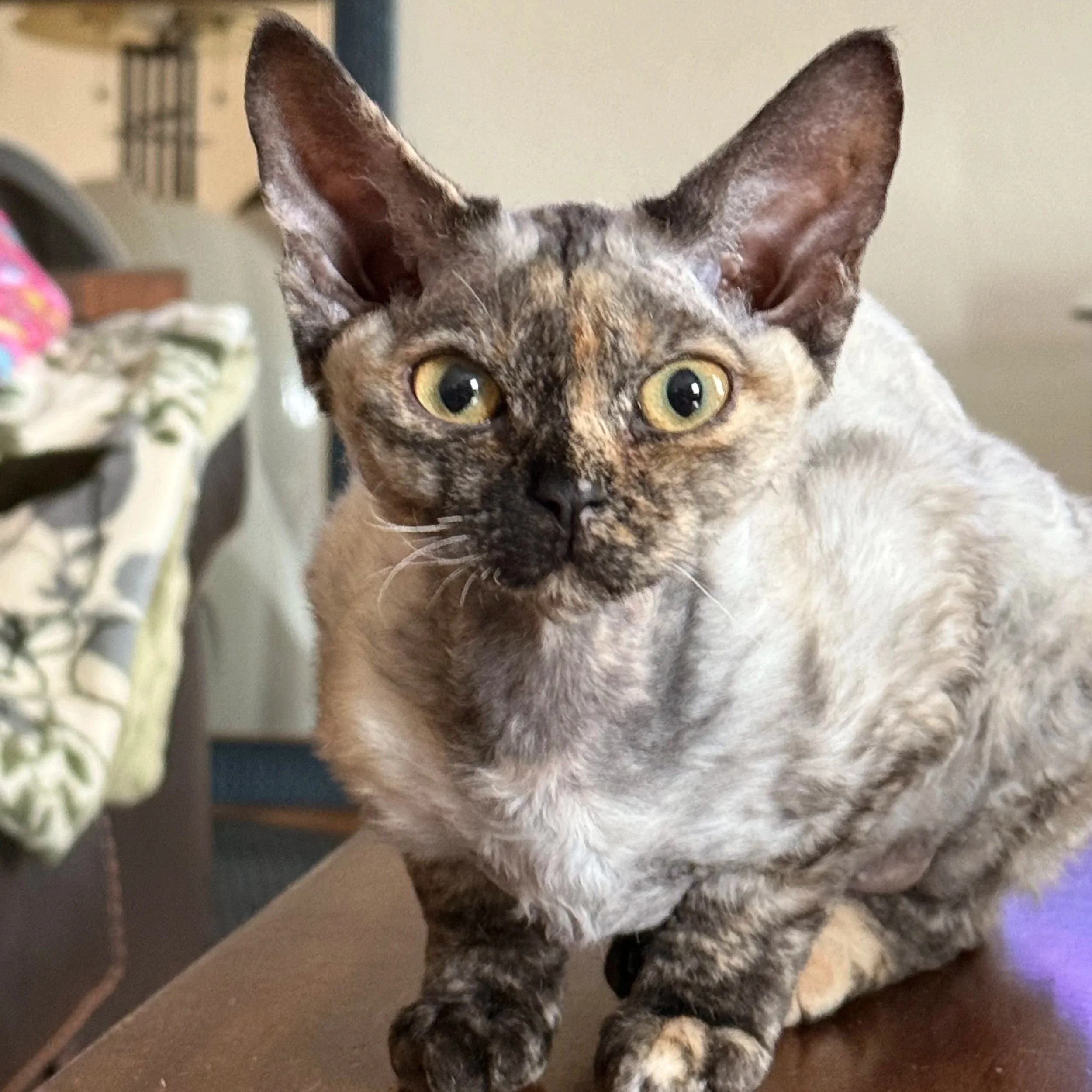 Close-up photo of a cat with a mottled grey and orange coat and yellow eyes, sitting on a brown surface indoors.