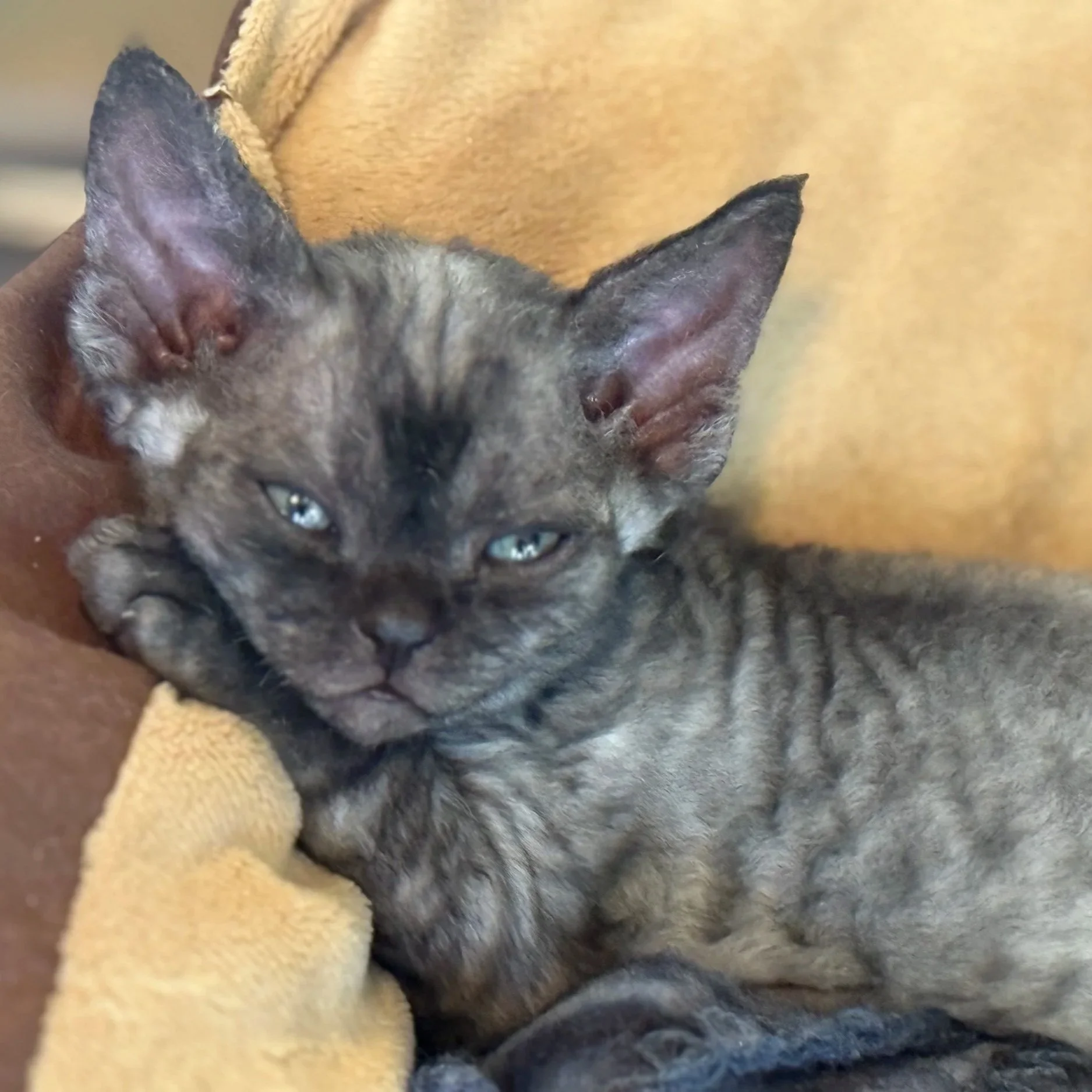 A close-up of a gray tabby kitten with piercing blue eyes, lying on a soft, yellow blanket.