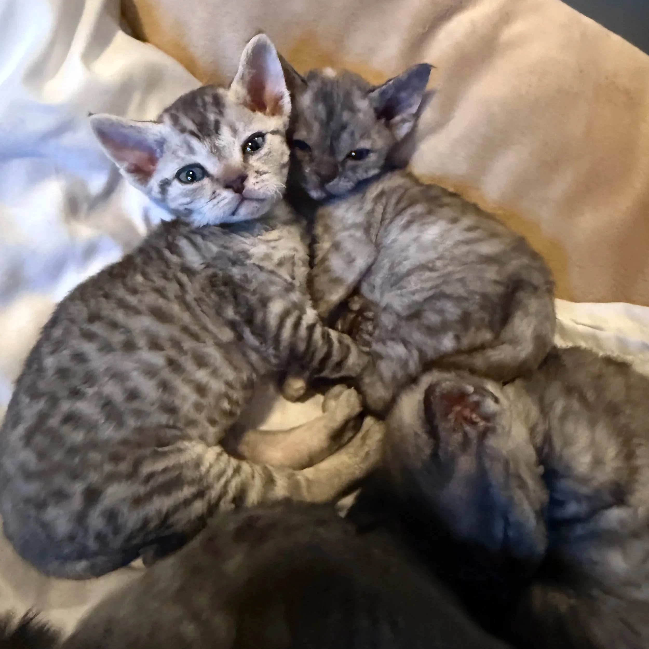 Two young tabby kittens cuddle together on a soft surface, one with blue eyes and the other with closed eyes, with a blurry background.