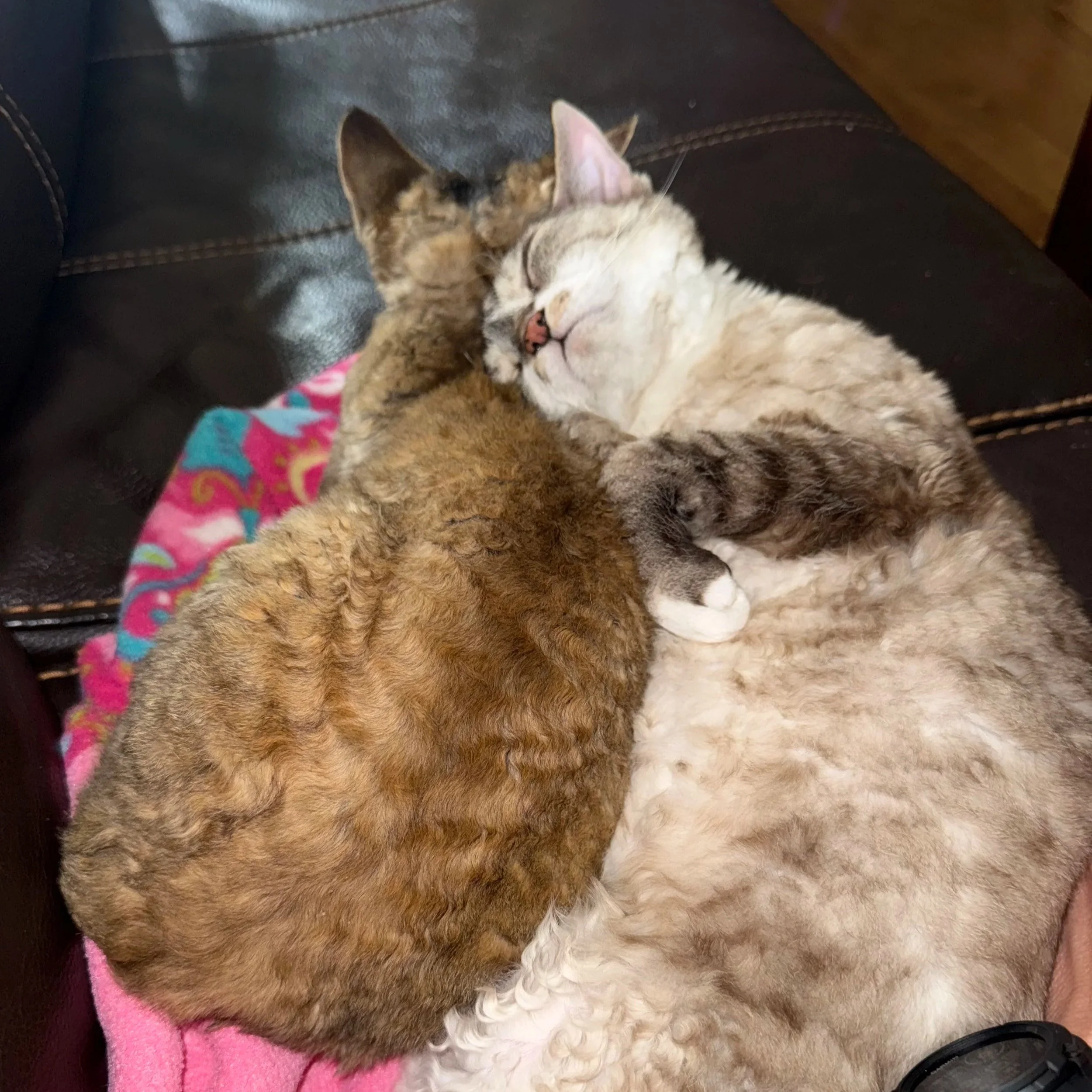 Two cats, one light-colored and one darker, cuddling and sleeping together on a pink blanket on a dark leather couch.