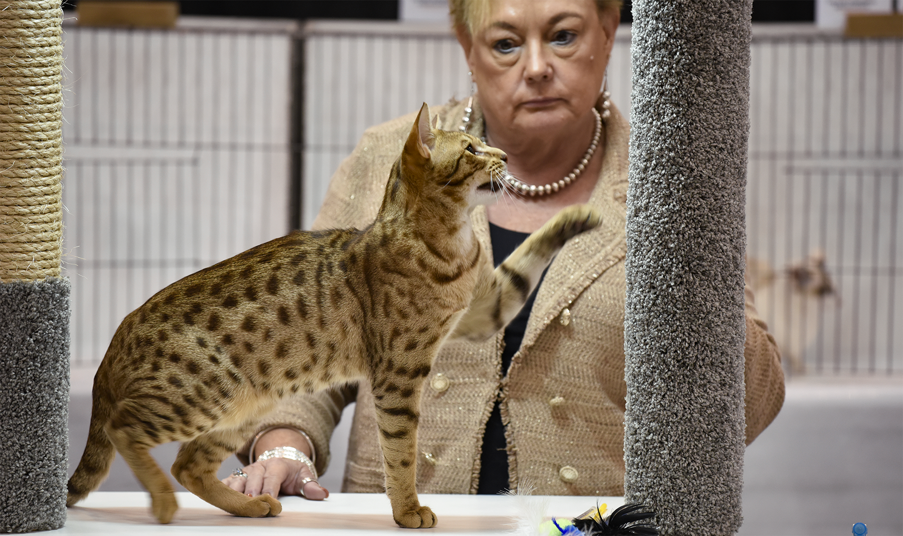 Cat Shows 101: History, Purpose &amp; How to Get Involved