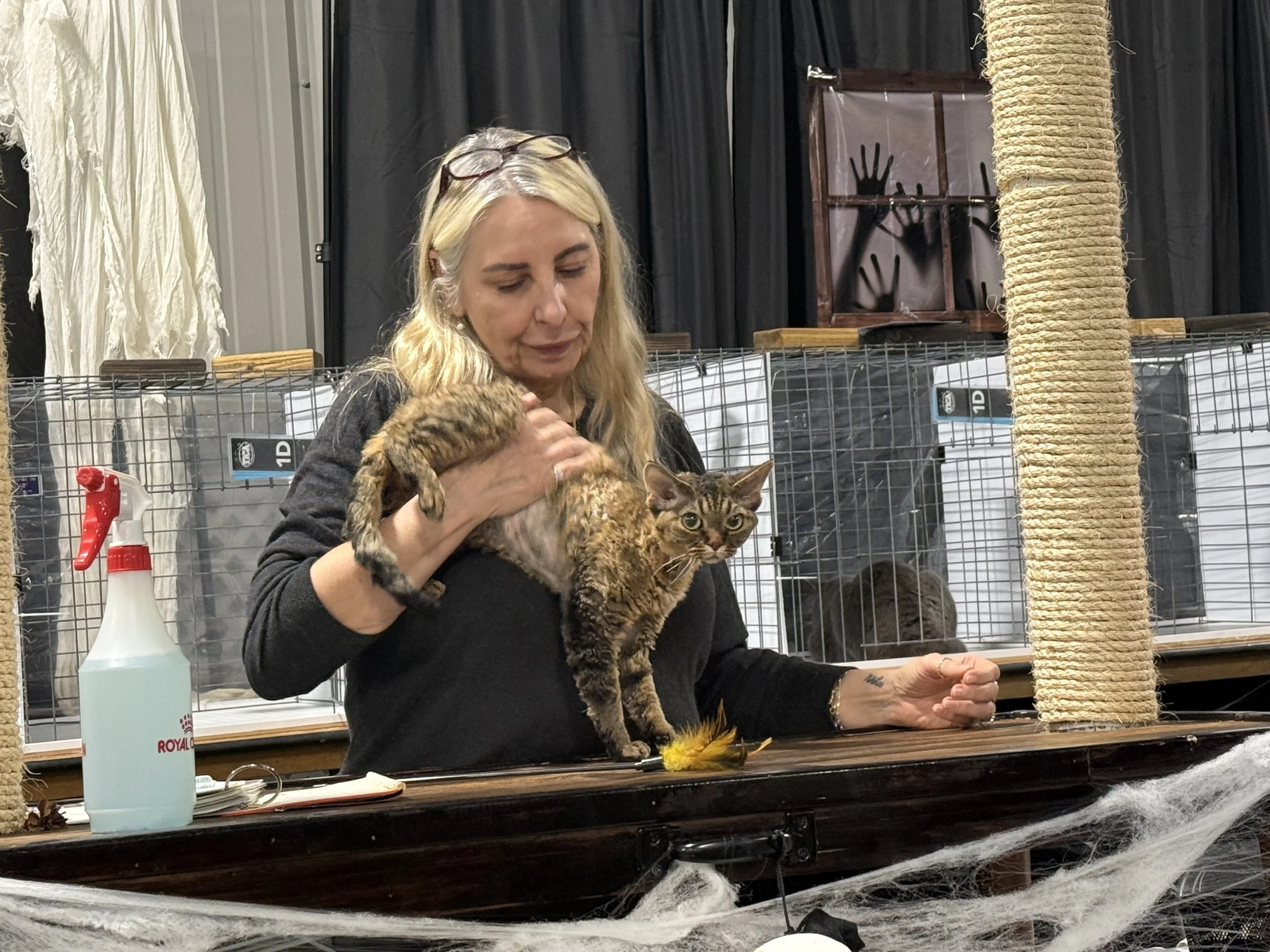 Cat Shows 101: History, Purpose &amp; How to Get Involved