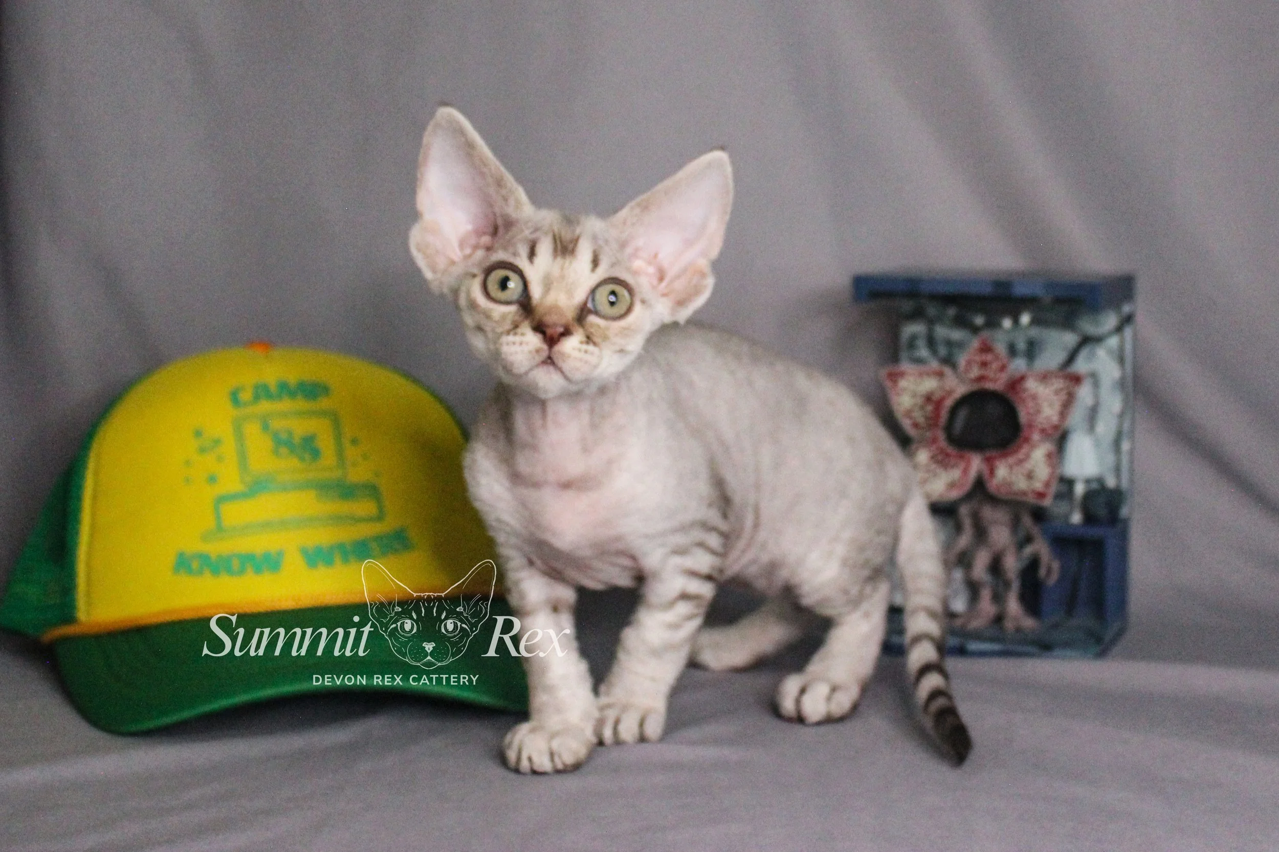 Understanding the Devon Rex Kitten Coat: Why the “Bald Phase” Is Completely Normal