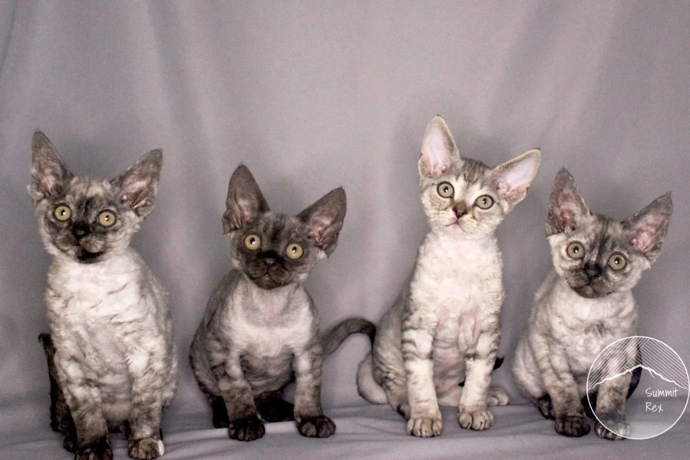 Four cats with mottled gray and white fur sitting against a gray backdrop, looking at the camera.