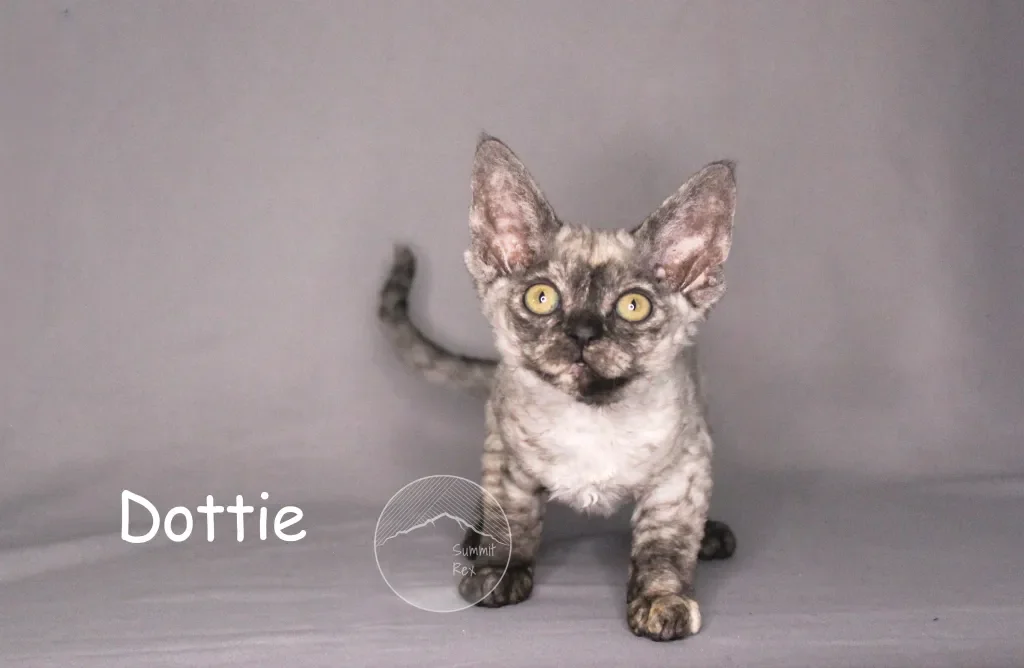 A kitten with a marbled coat, large ears, and yellow eyes standing on a gray surface with a gray background. The text 'Dottie' appears in the lower left corner.