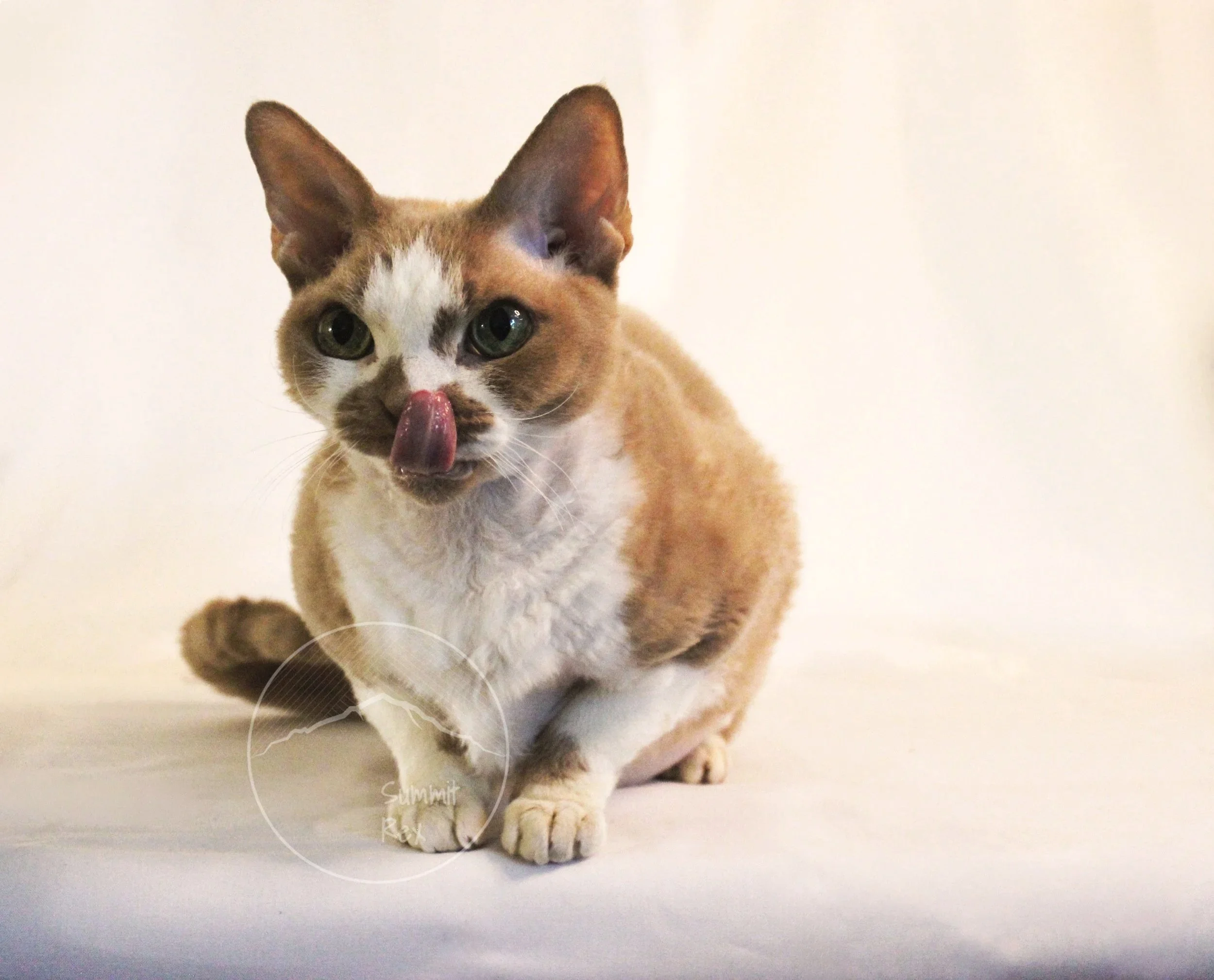 Cream-colored cat with darker markings, sitting on a white surface, licking its nose, with a plain white background.