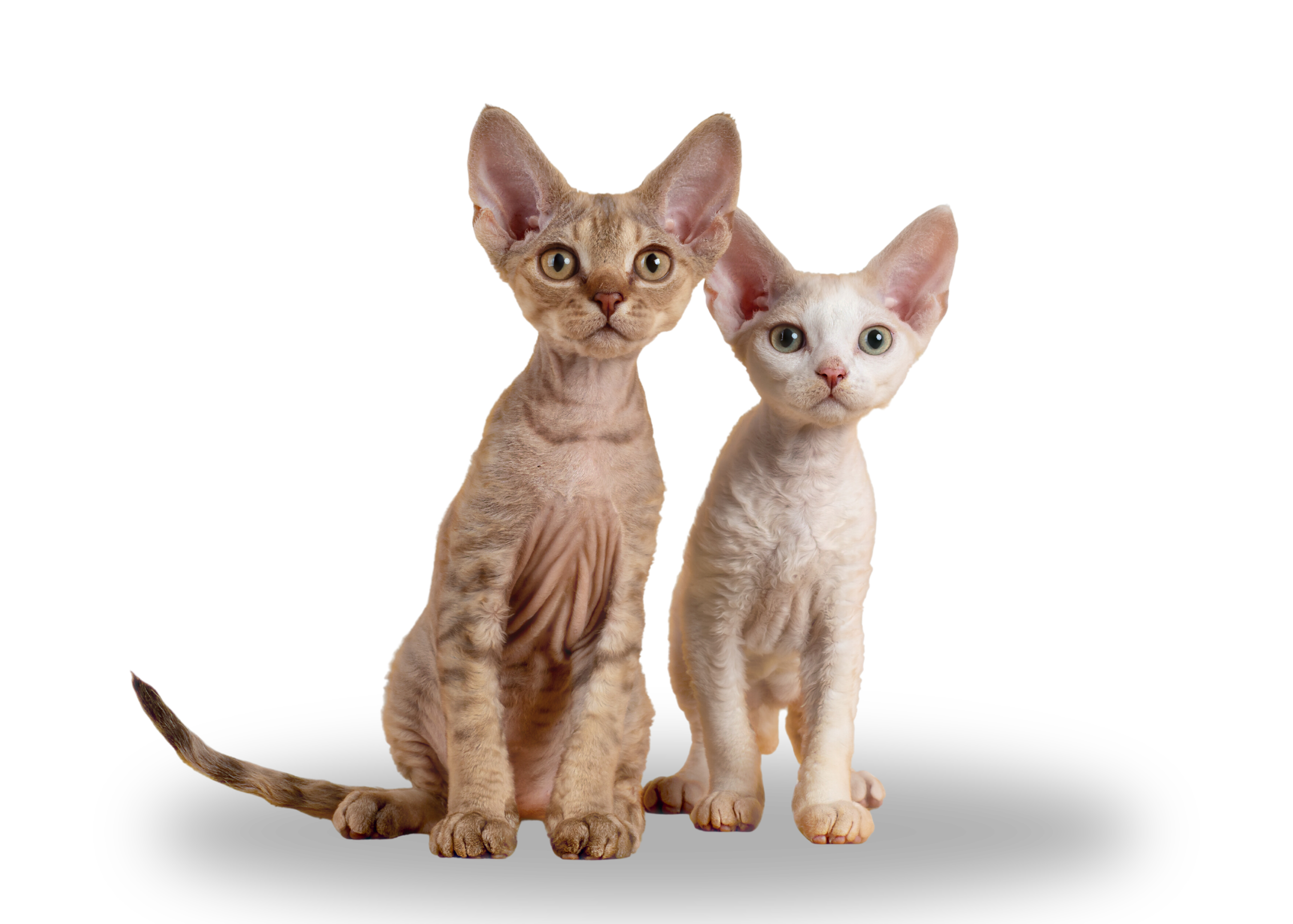 Two Devon Rex cats with large ears and hairless bodies, one with a tan coat and the other with a white coat, sitting side by side.