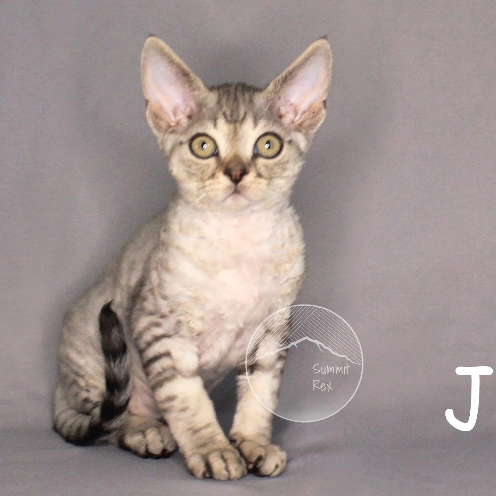 A young tabby cat with large ears and yellow eyes sitting on a gray surface against a gray background, looking directly at the camera.