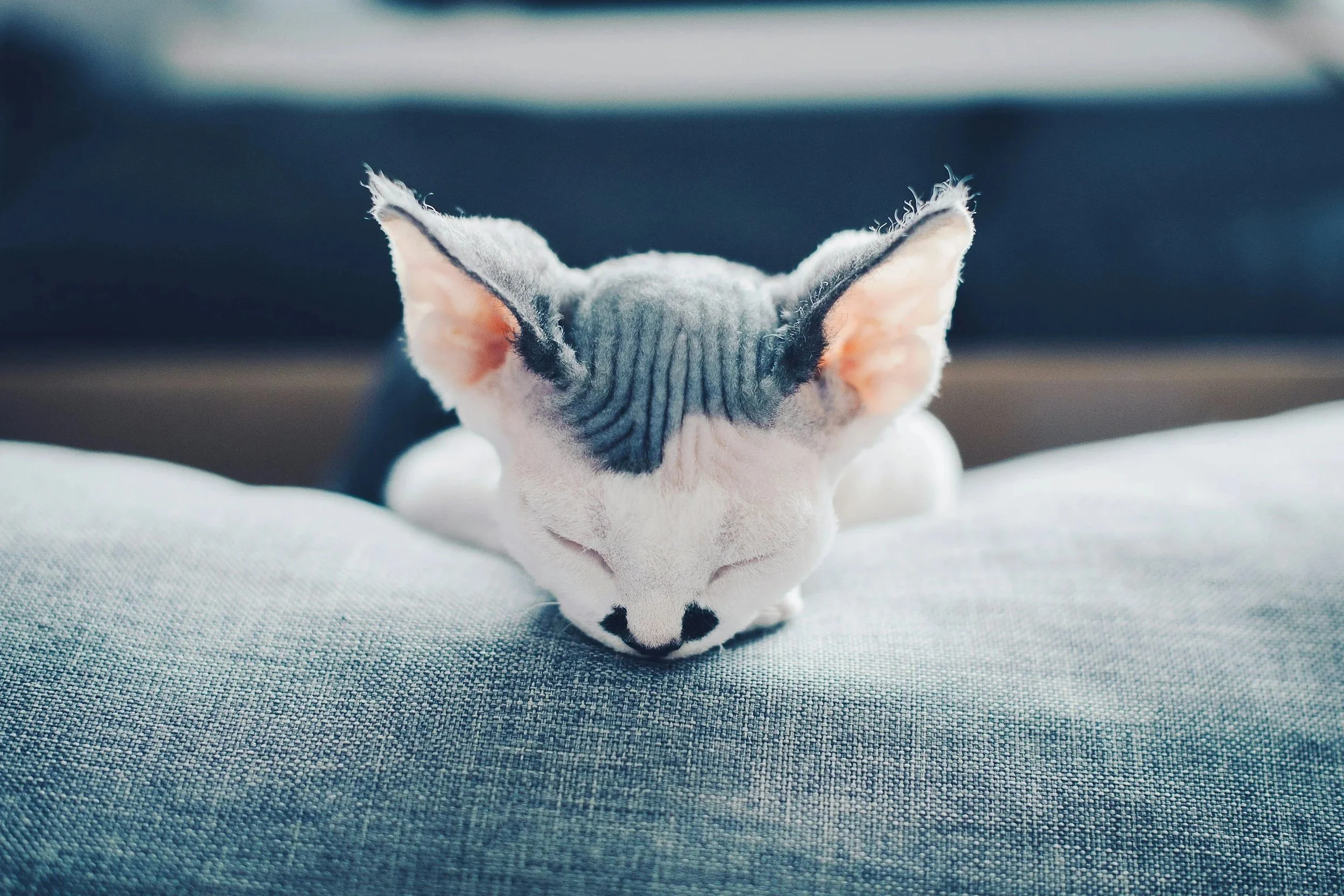 Understanding the Devon Rex Kitten Coat: Why the “Bald Phase” Is Completely Normal