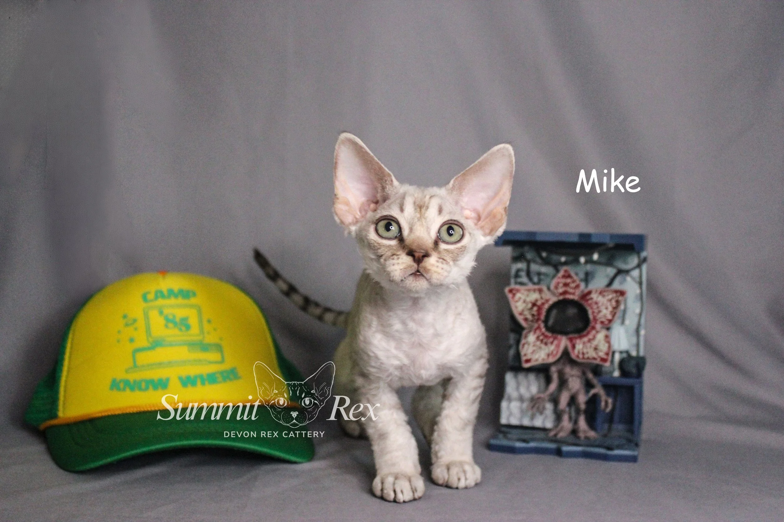 A kitten with large ears and green eyes standing on a gray surface. To the left, there is a yellow cap with green and blue writing that says, "Camp Know Where," and to the right, there is a blue box with a flower design and the name "Mike" written above it. The background is gray.