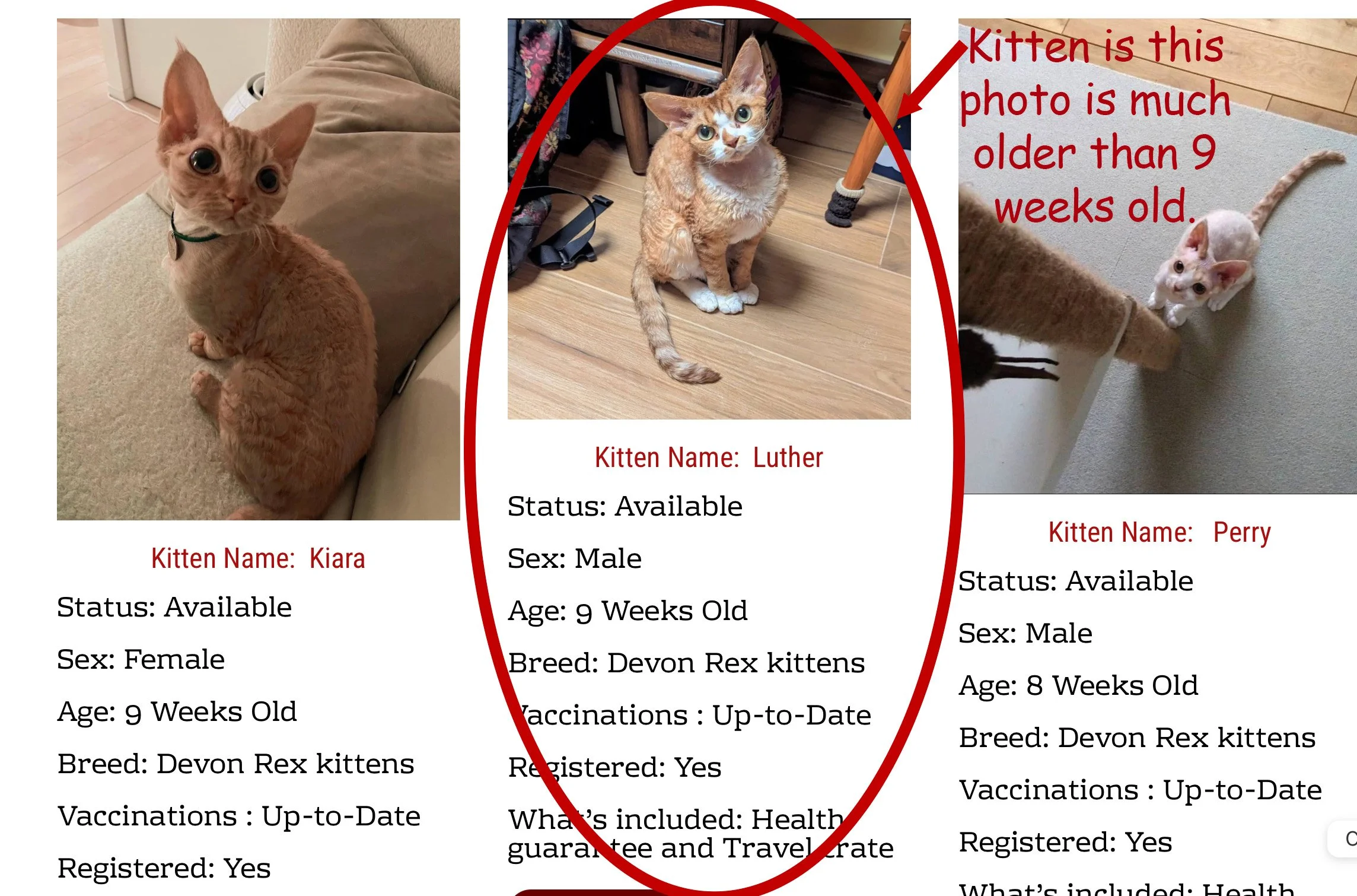 A collage of three photos of kittens with their profiles. The first kitten, Kiara, is sitting on a beige couch, looking at the camera. The second kitten, Luther, is sitting on a wooden floor with a desk in the background, and is an orange tabby. The third kitten, Perry, is climbing a wall with a person’s hand guiding her, and is white with orange patches. Each profile includes the kitten’s name, status as available, sex as male, age (9 weeks for Luther, 8 weeks for Perry, 9 weeks for Kiara), breed as Devon Rex kittens, vaccinations as up-to-date, and registration as yes. An annotation points to Luther, noting that he is much older than the other two. The profiles are presented with minimal text for SEO optimization.