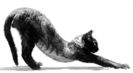 A cat stretching with front paws extended and back arched