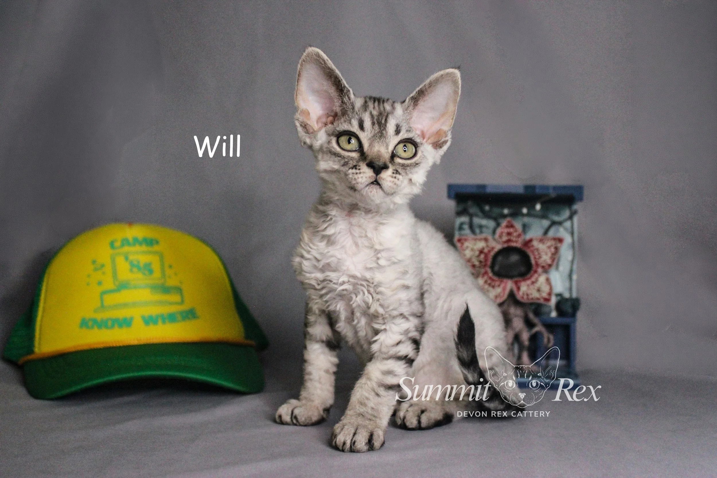 A young, fluffy, silver tabby kitten with large ears and yellow-green eyes, sitting on a gray surface with a gray background. To the kitten's left is a yellow and green trucker hat with green and yellow text and logo, with the phrase "CAMP KNOW WHERE!". To the right of the kitten, there is a small decorative box with a floral pattern and a black handle. The word "Will" is written near the kitten's head, and there is a watermark in the bottom right corner that reads "Summit Rex Devon Rex Cattery" with an outline of a cat's face.