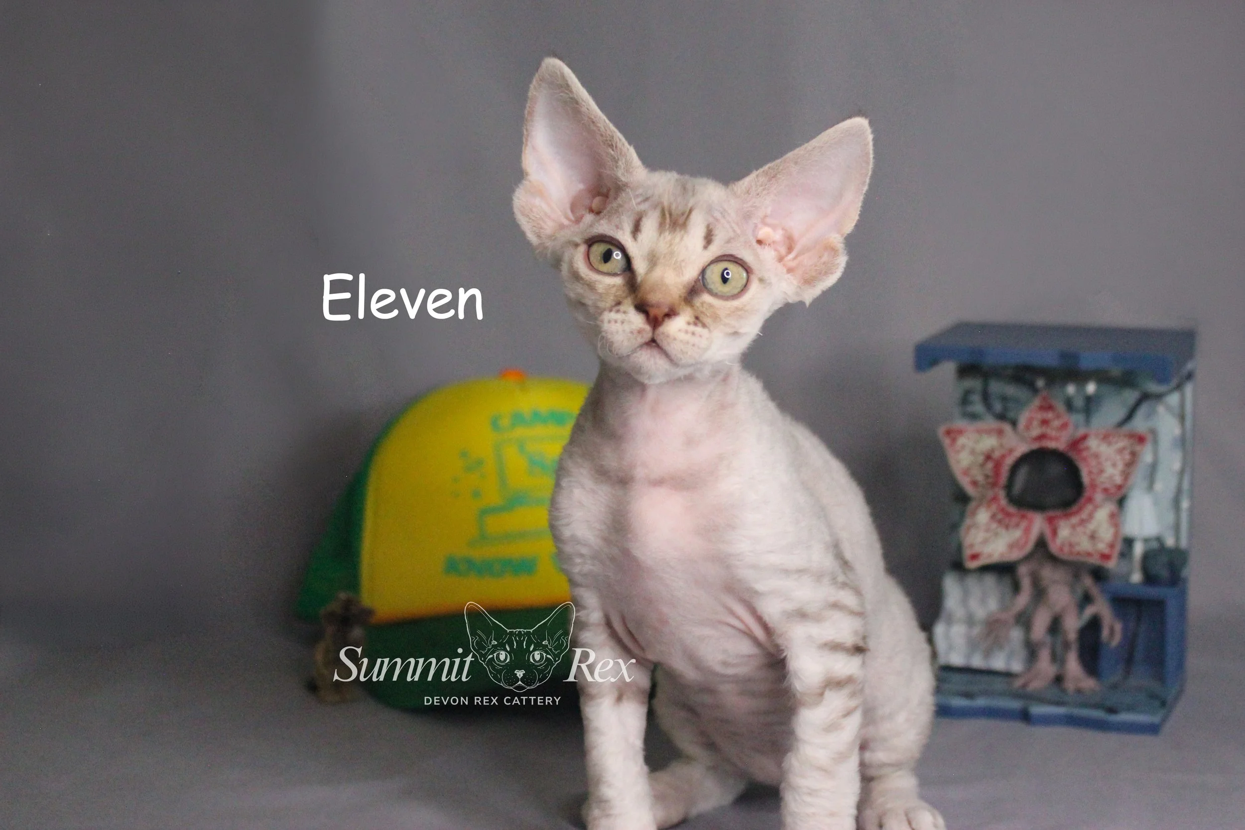 A cat with large ears and light-colored eyes sitting on a gray surface. In the background, a yellow and green toy is visible, along with a decorative birdhouse with pink flower-patterned wings. Text on the image includes "Eleven" and a logo for Summit Rex Devon Rex Cattery.