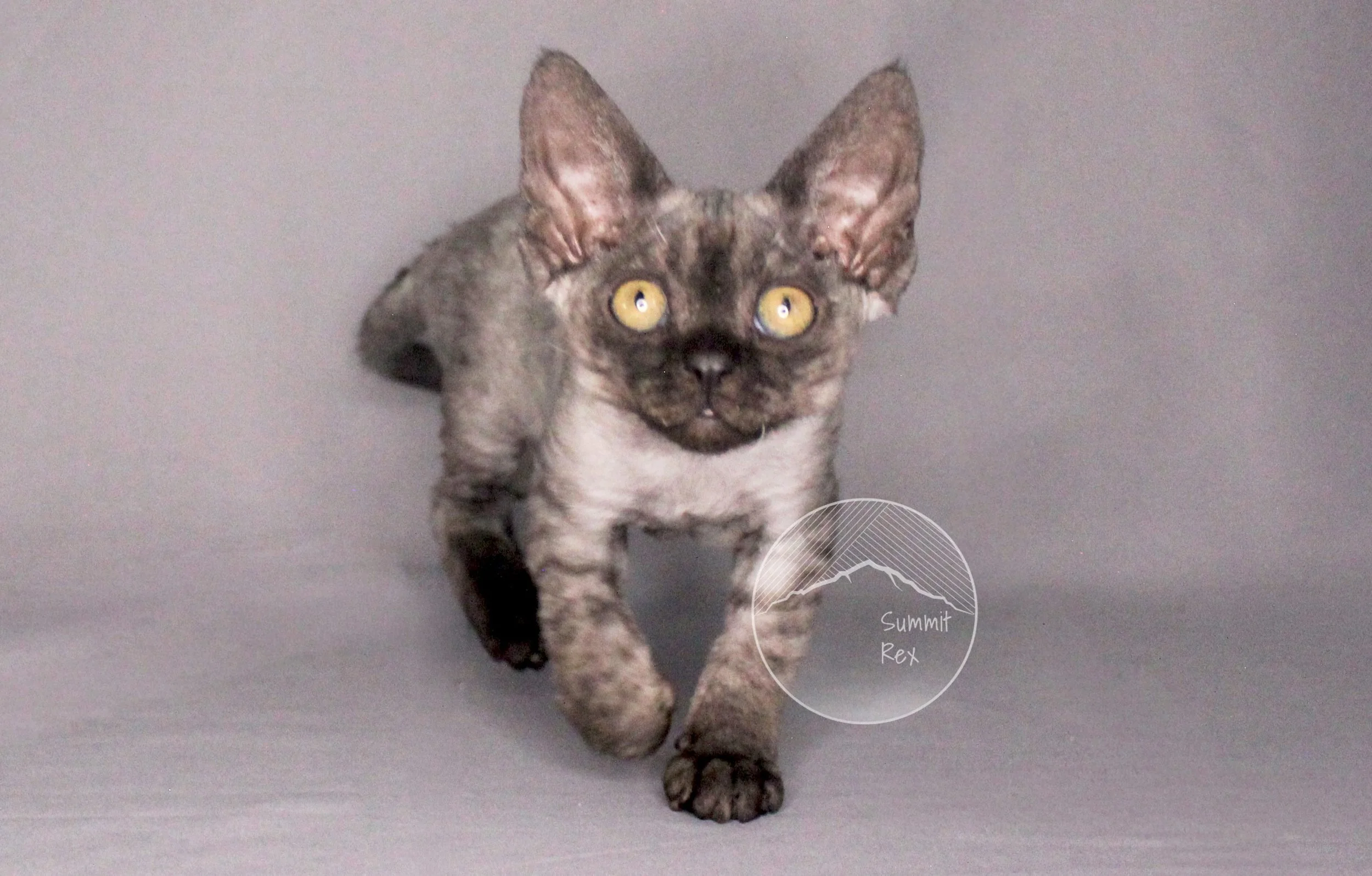 A cat with a unique face, yellow eyes, and a special fur pattern walking on a gray surface with a gray background. There is a circular logo with the text "Summit Rex" and a mountain illustration near its front paw.