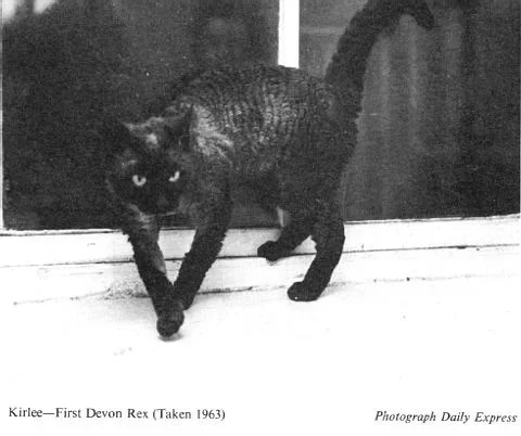 Black cat walking on a balcony with a sliding glass door behind it.
