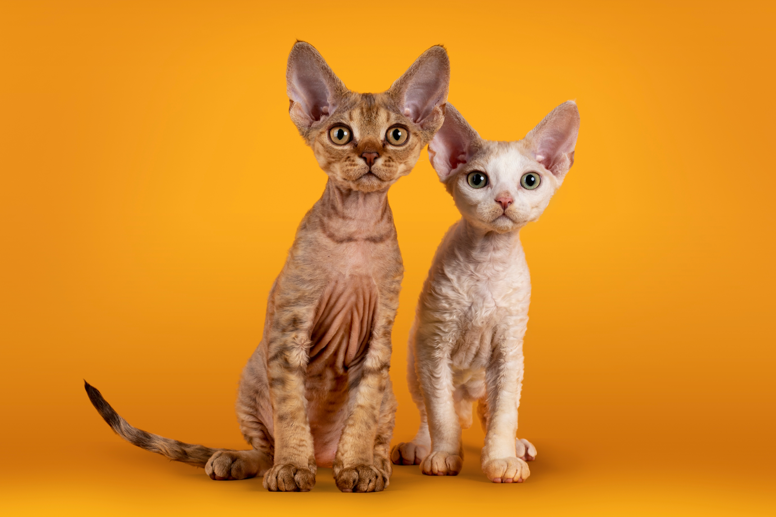 How to Spot a Backyard Breeder: Protect Your Future Devon Rex Kitten