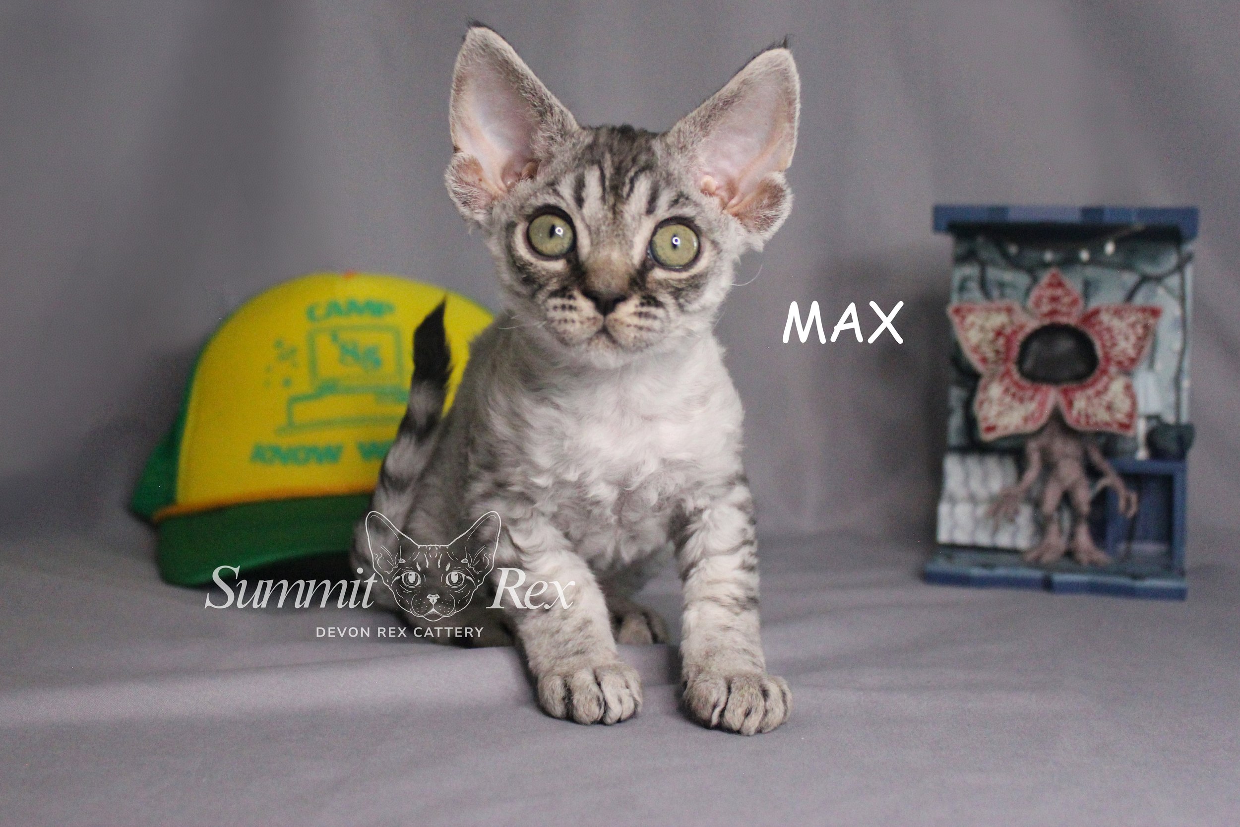 A silver tabby kitten with large ears and green eyes sitting on a gray surface. Behind the kitten, there is a yellow and green cap with text and a graphic, and to the right, a decorative box with a flower design. The photo has text overlays that say 'MAX' next to the kitten and 'Summit Rex Devon Rex Cattery' below a logo of a cat's face.