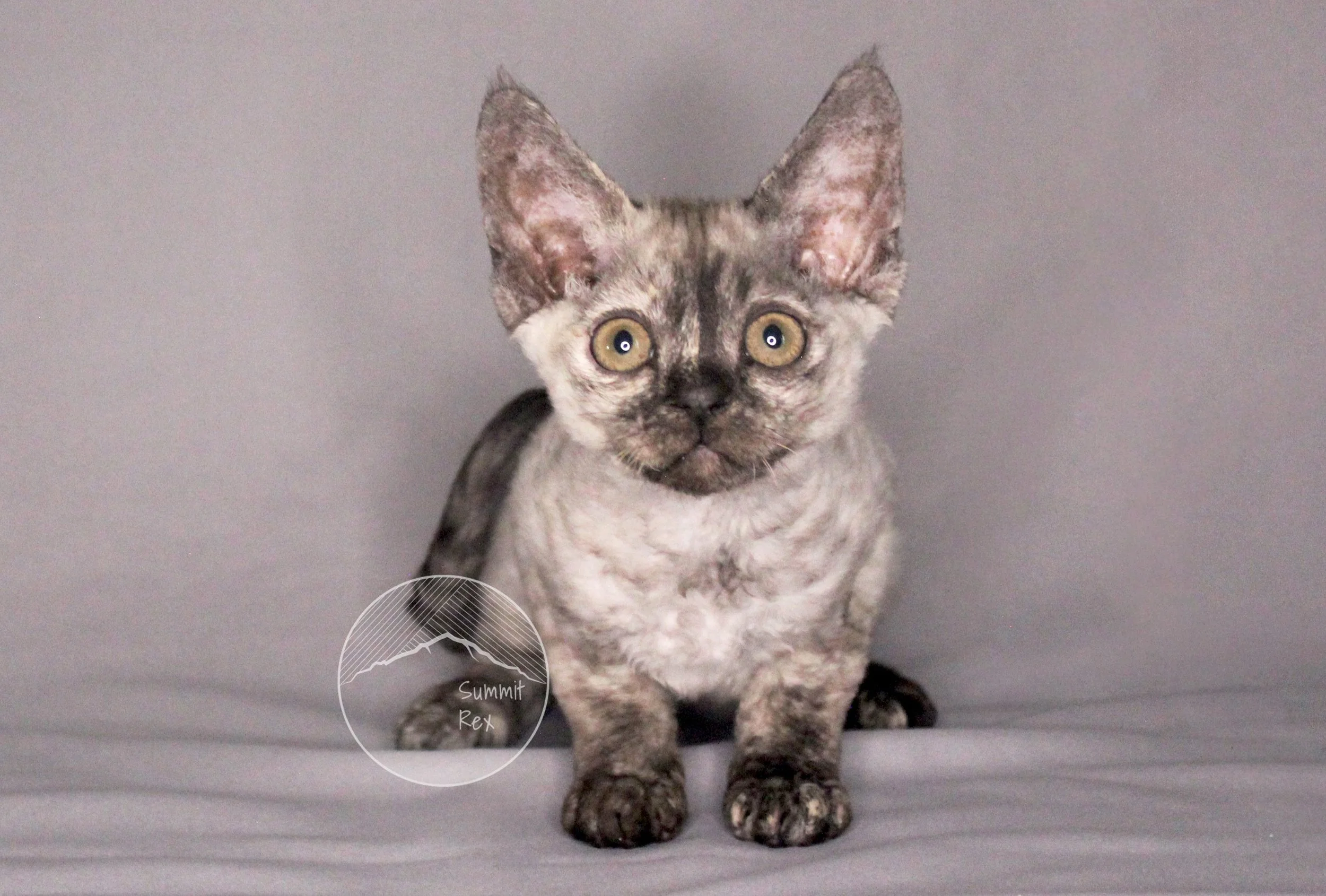 Young kitten with unique multicolored, mottled fur, large ears, and striking yellow eyes against a gray background.