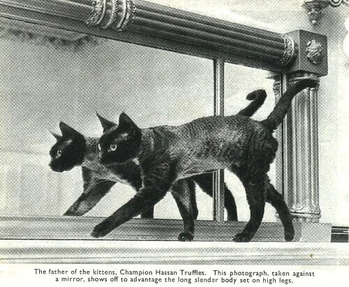 Two black cats walking on a mirror in front of a fireplace