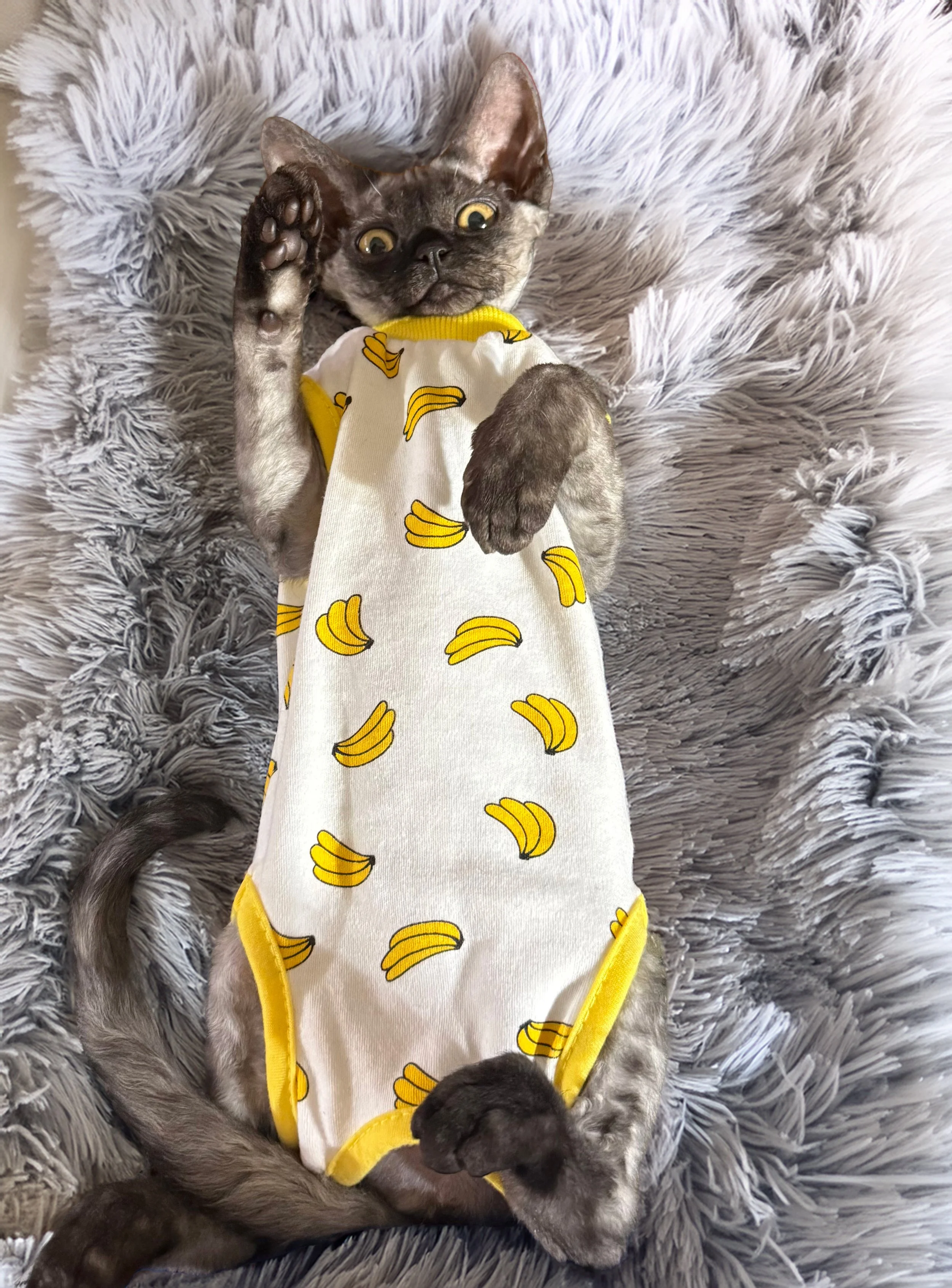 A gray tabby cat lying on its back on a fluffy white rug, wearing a white dress with yellow banana patterns, with one paw raised and the other resting on its belly.