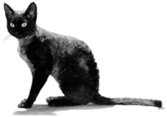 Black cat sitting on a surface, facing forward.