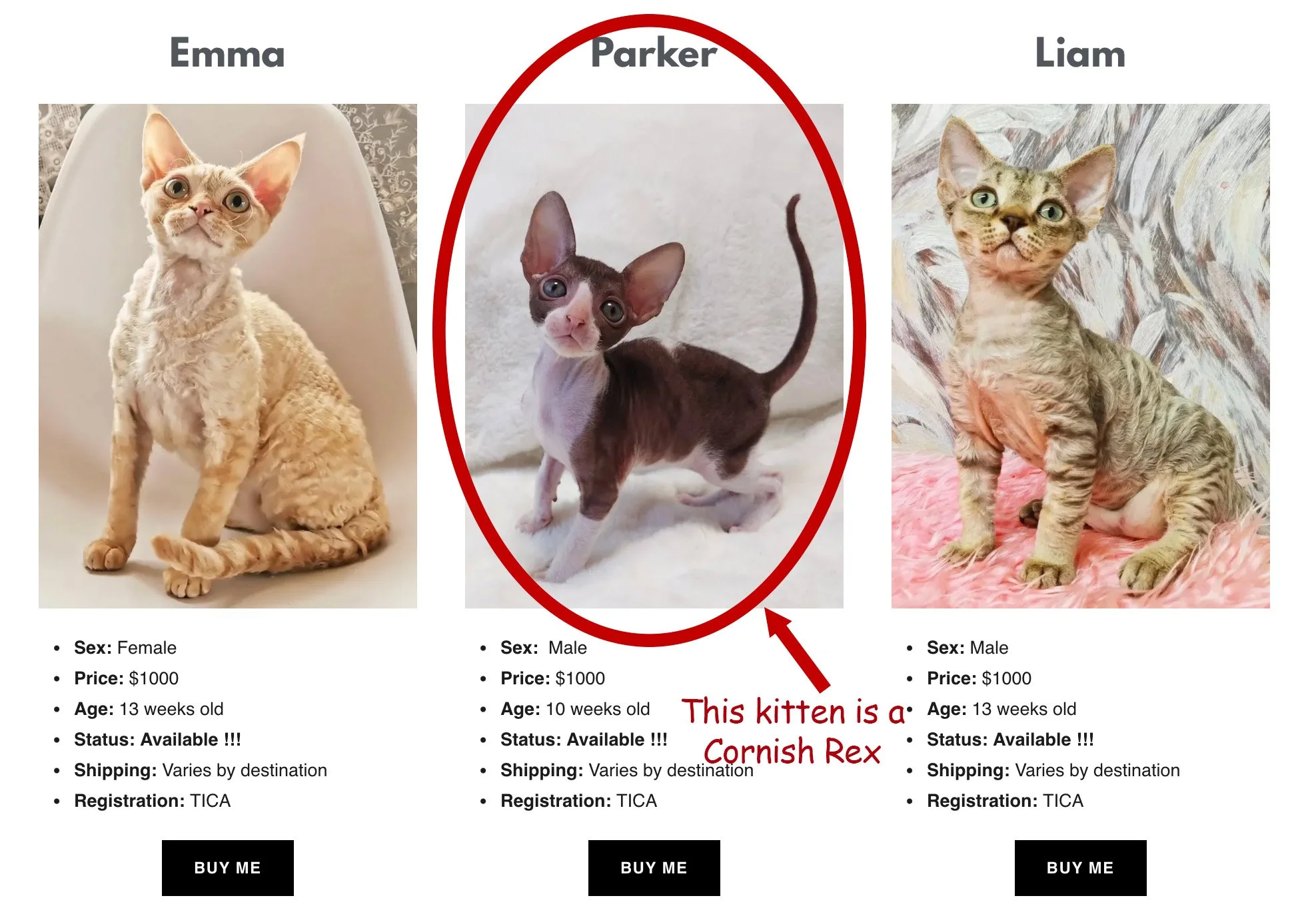 Three kittens for sale with details. The first is an adult female with curly cream-colored fur, sitting on a white background. The second is a young male kitten with large ears, white and brown fur, labeled as a Cornish Rex, with handwritten note and red arrow. The third is a male kitten with short, striped fur sitting on a pink blanket.