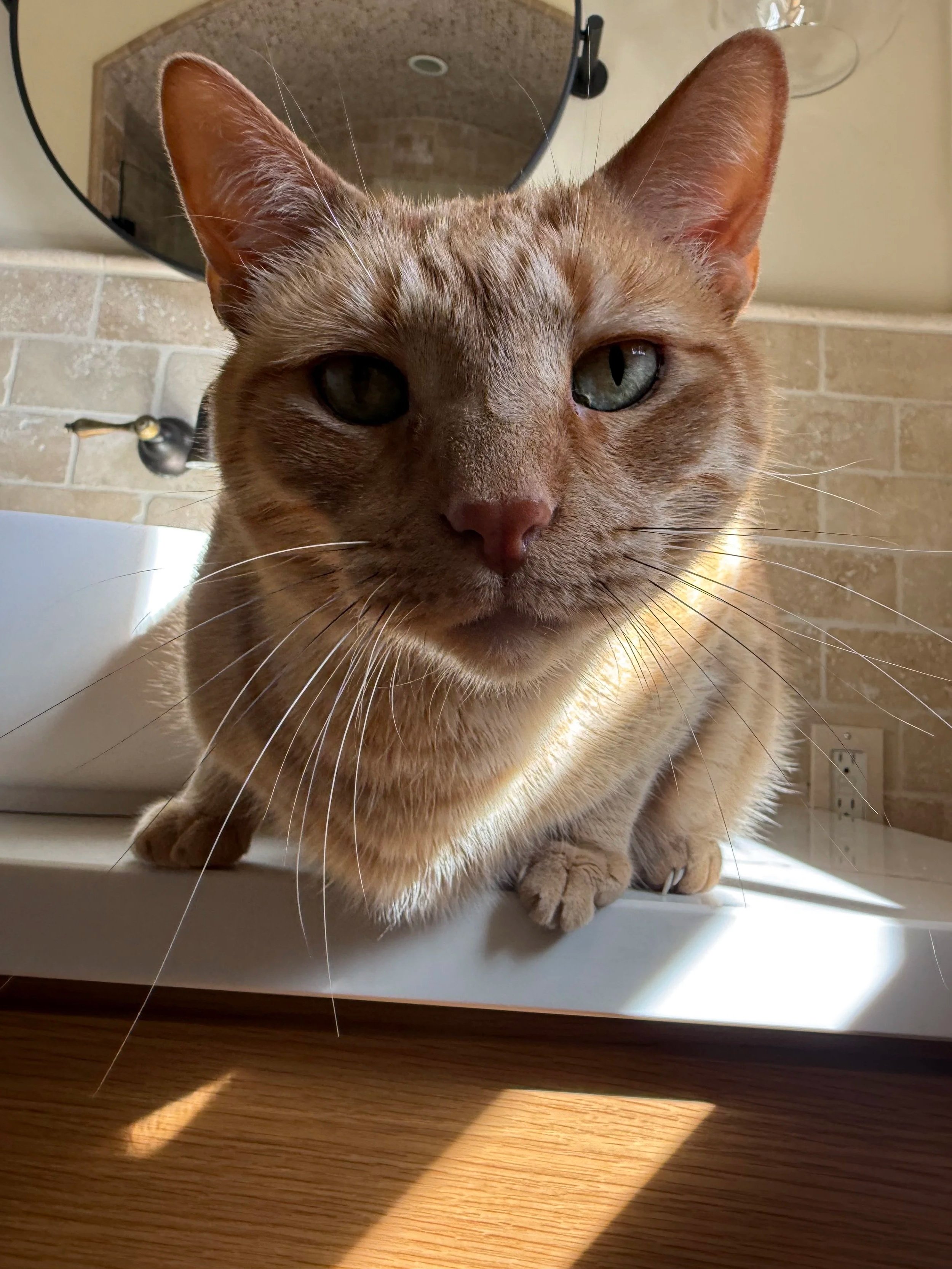Close-up of a ginger tabby cat with green eyes, sitting on a surface with sunlight and shadow patterns, a mirror and brick wall in the background.
