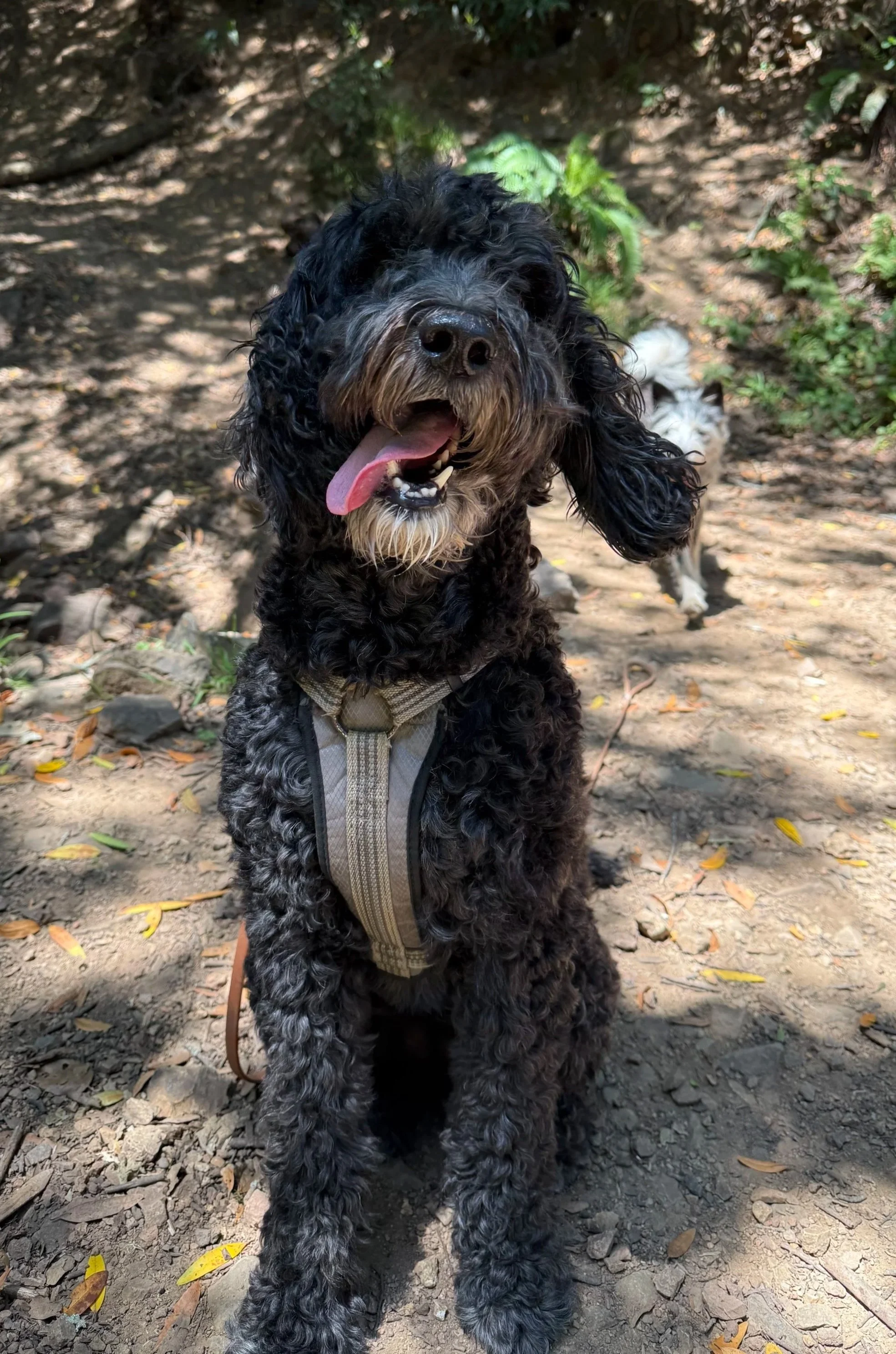 Black curly-haired dog with a beige harness sitting outdoors on dirt with fallen leaves, tongue out, and shy eyes, in a wooded area.