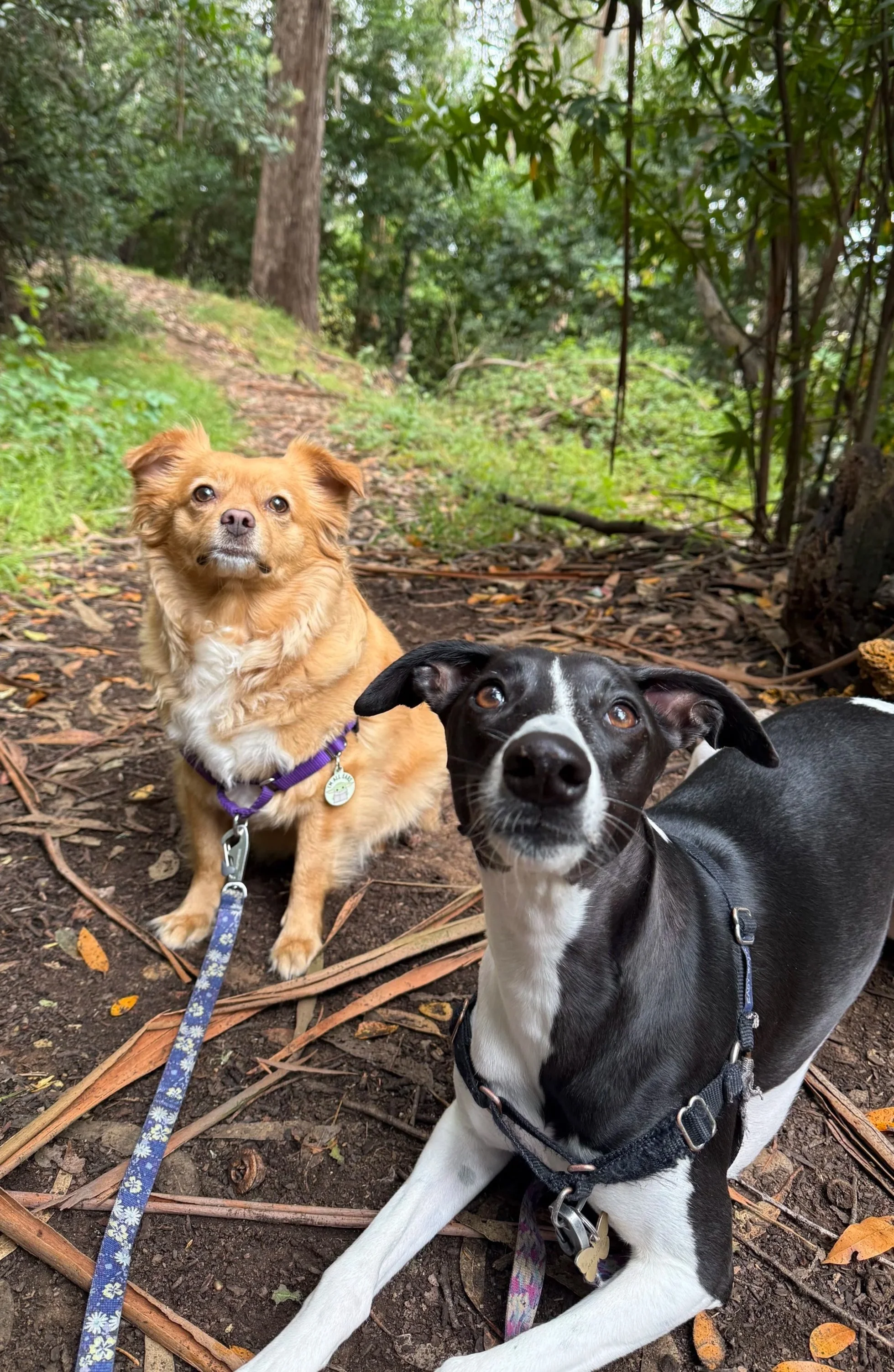 Two dogs sitting on a dirt trail in a wooded area, surrounded by green trees and fallen leaves.