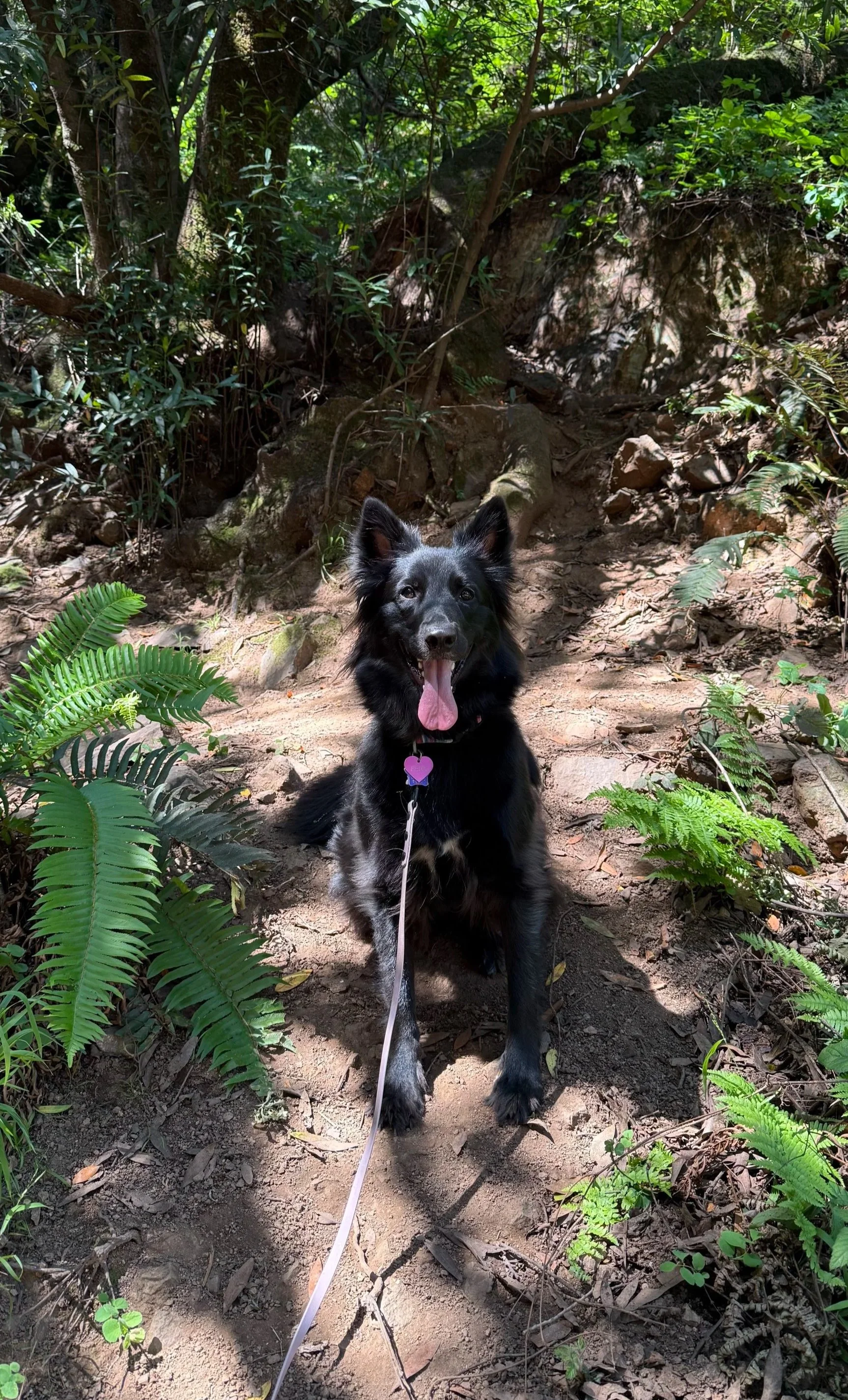 A black and white dog sitting on a dirt trail in a dense green forest, with sunlight filtering through the leaves, and the dog's tongue out.